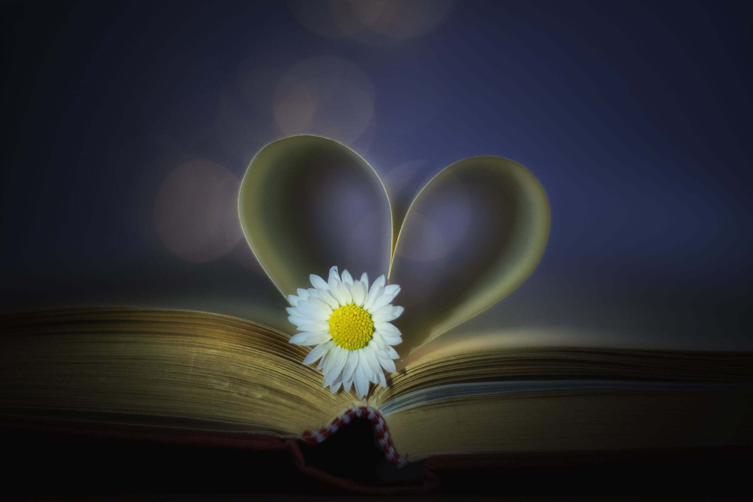 La margherita nel cuore