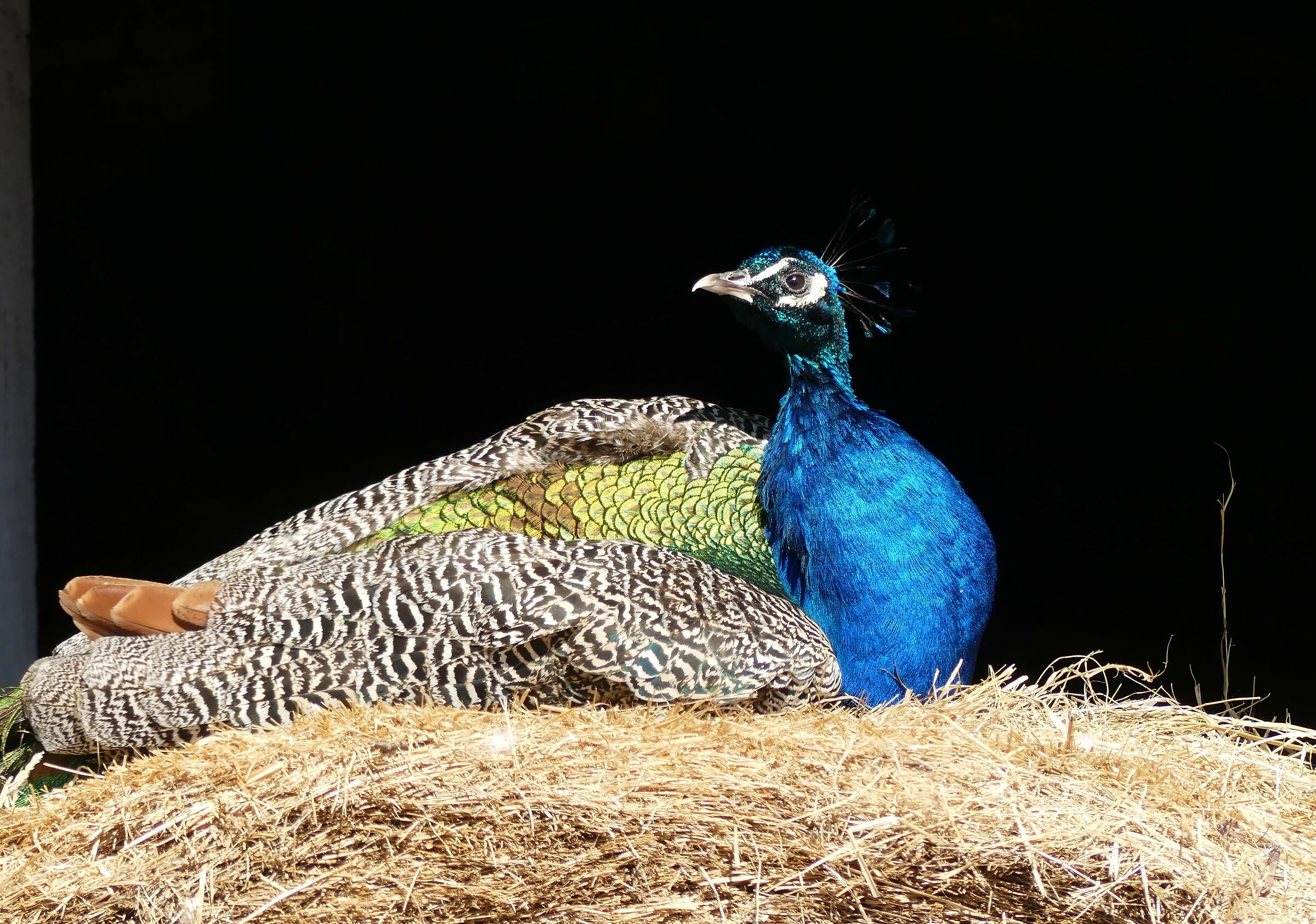 So' un sacco bello... anche senza coda!