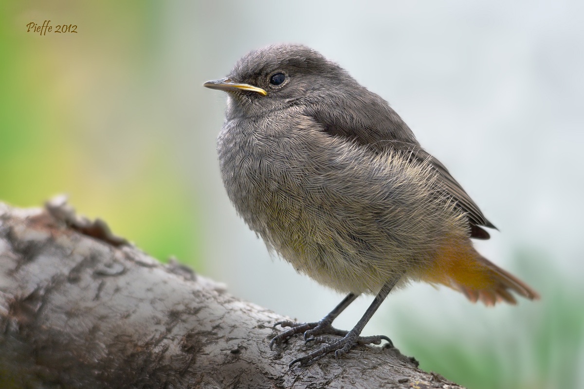 Redstart ...
