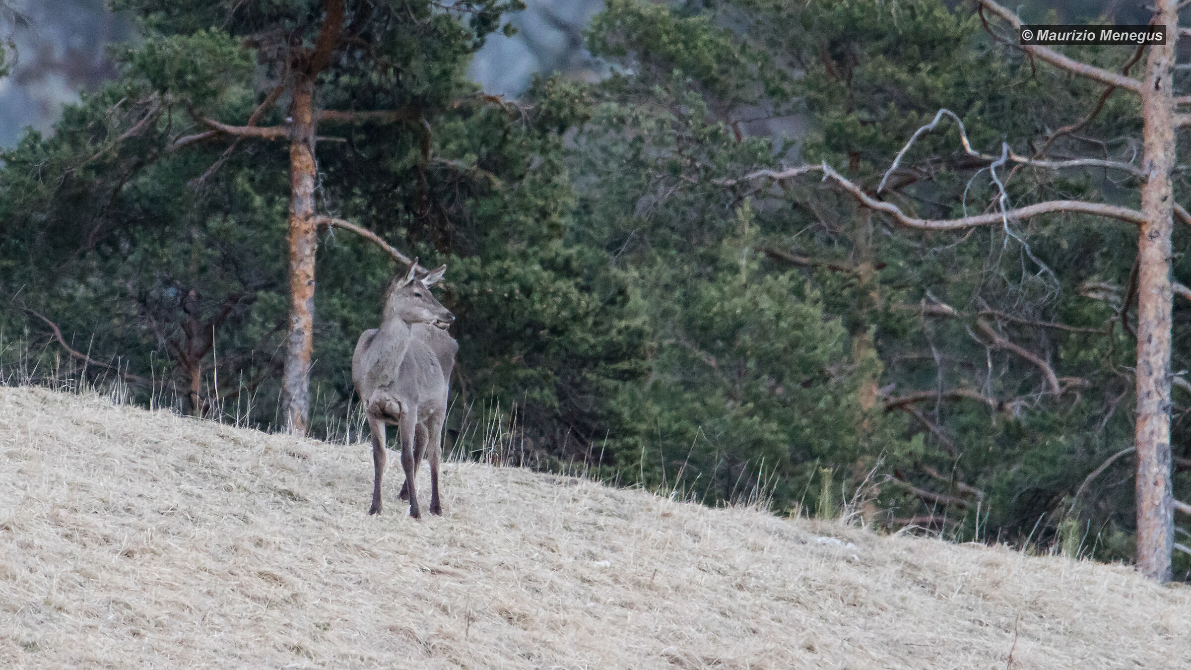 Cerva in lontananza