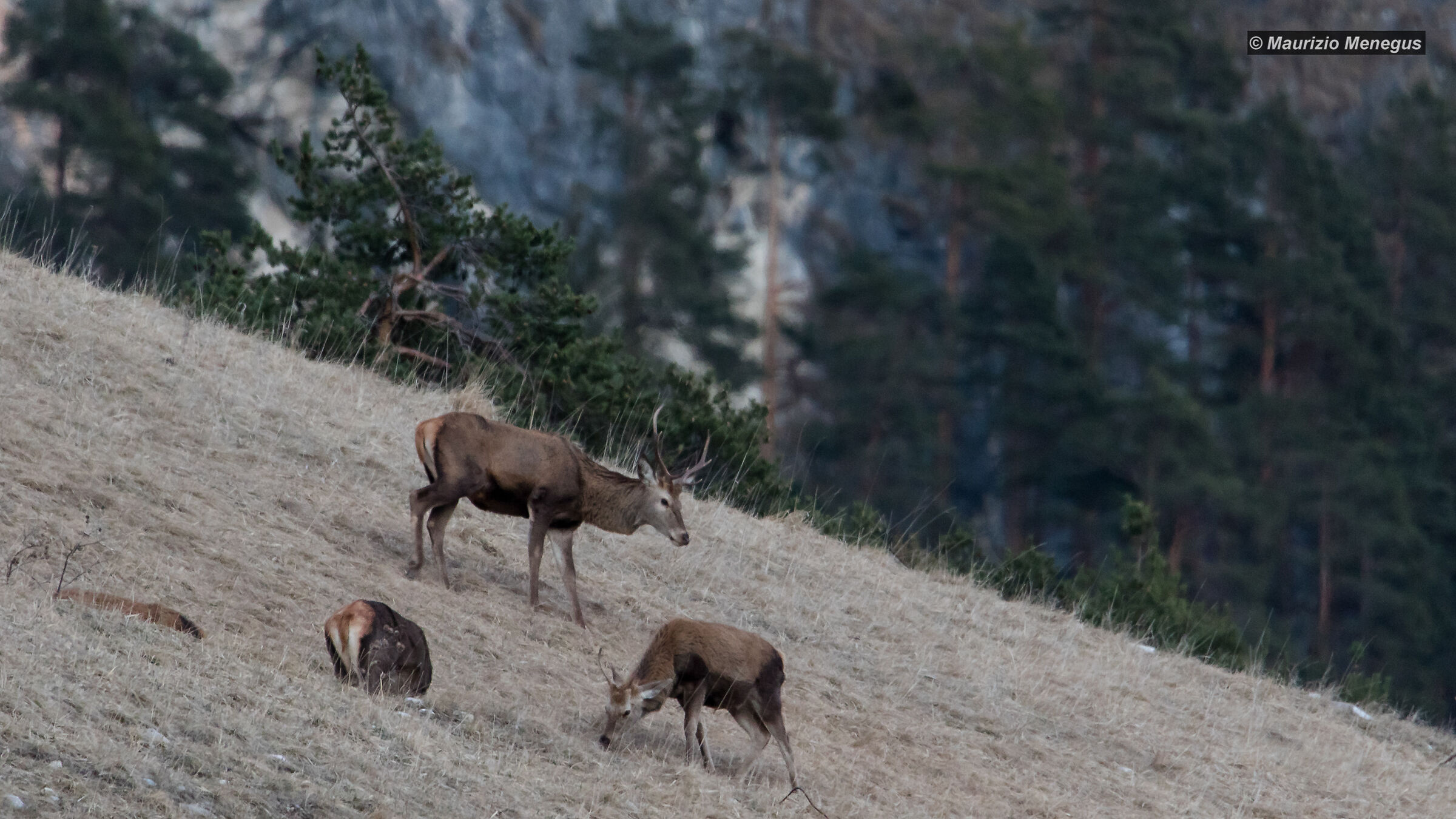 In cerca dell'erba migliore