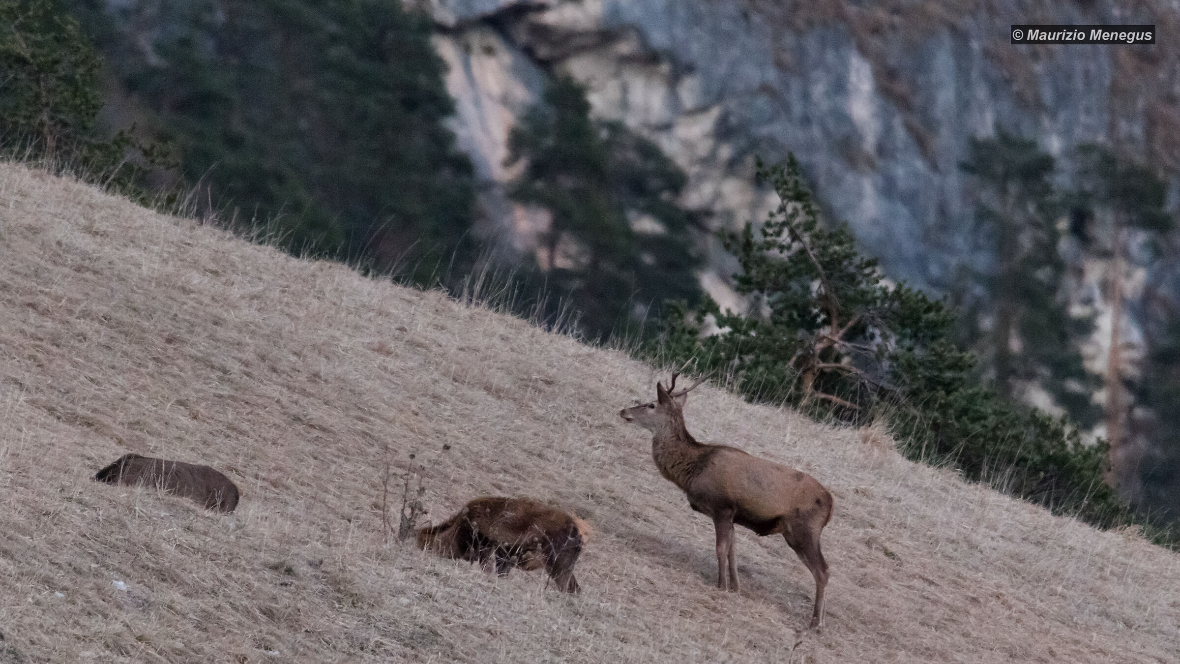 Il giovane cervo controlla il territorio
