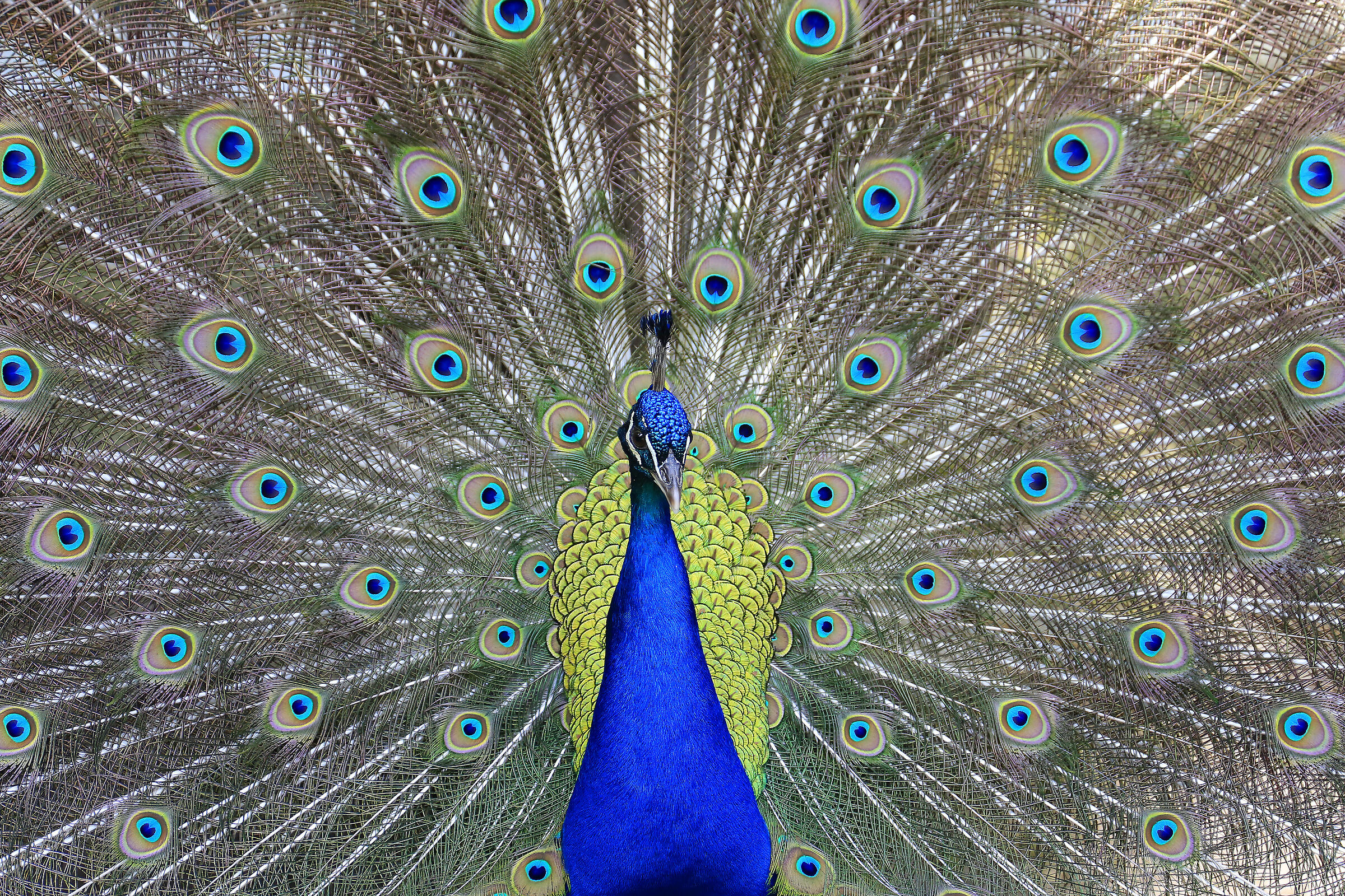 Peacock
