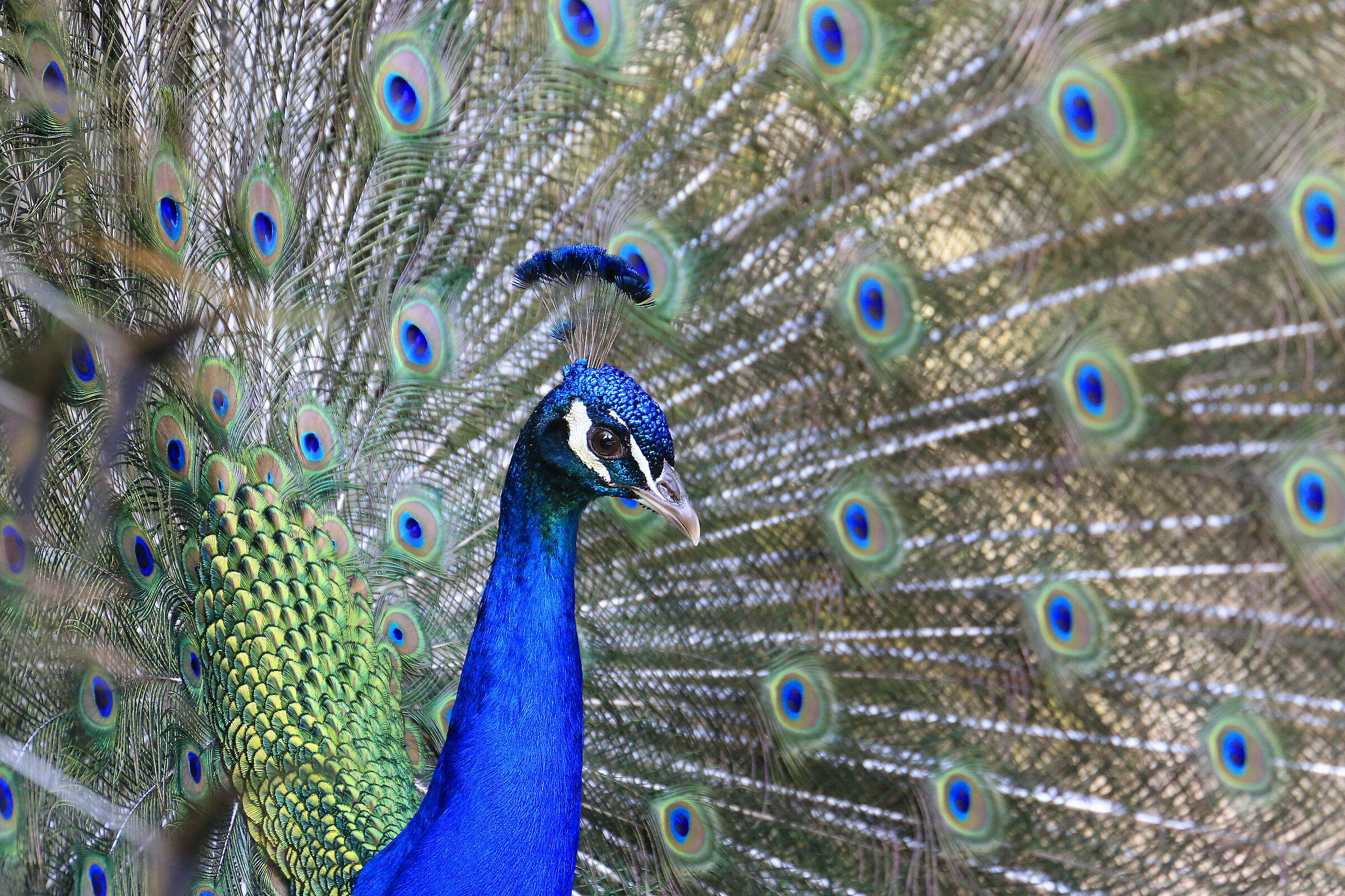 Peacock