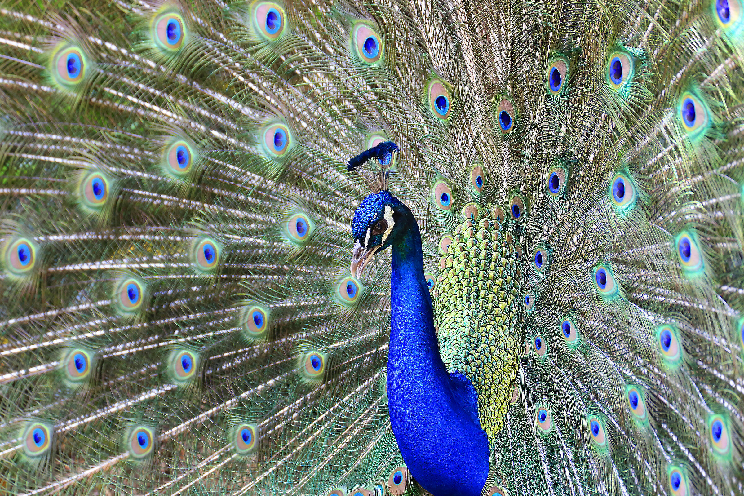 Peacock