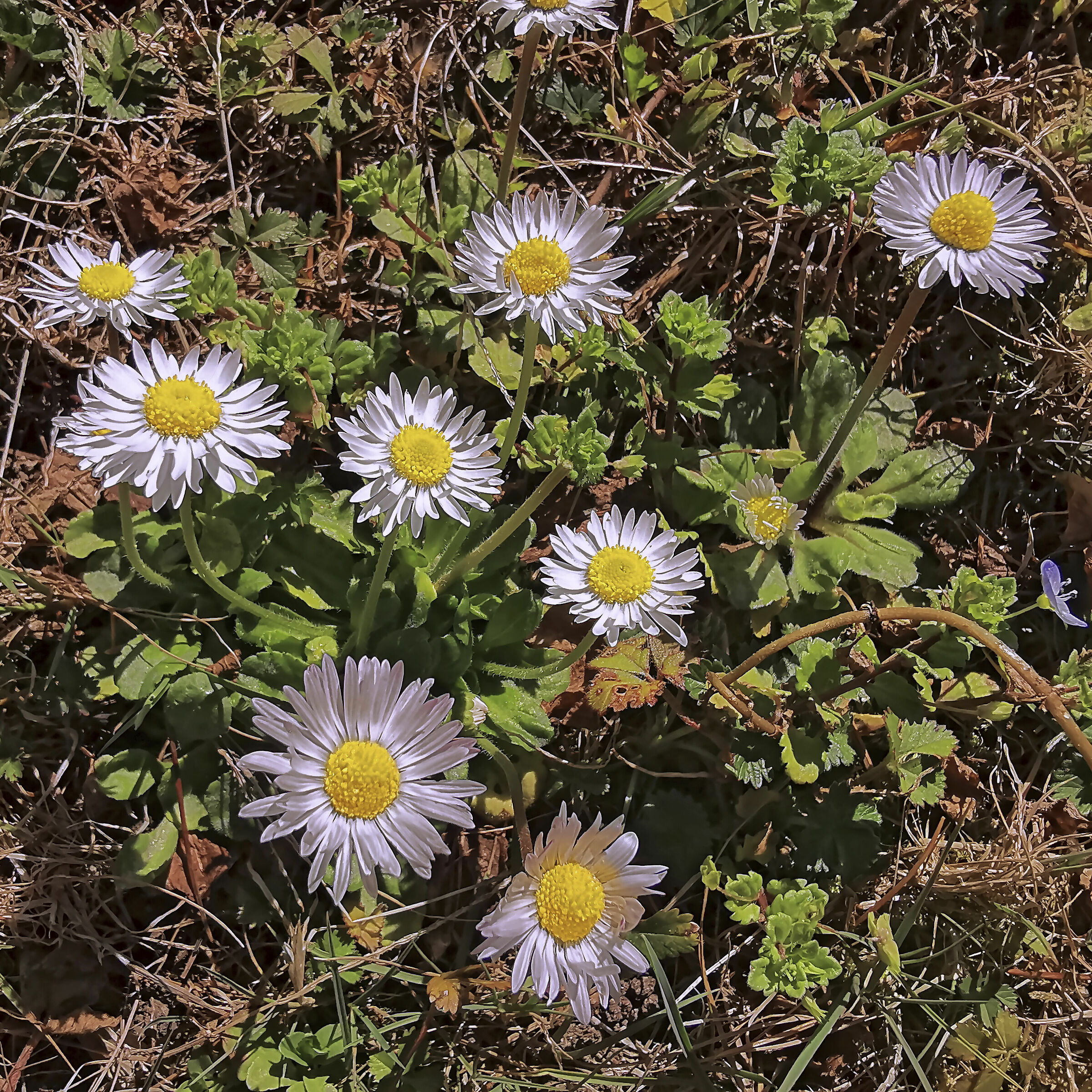 Keep Spring Daisies