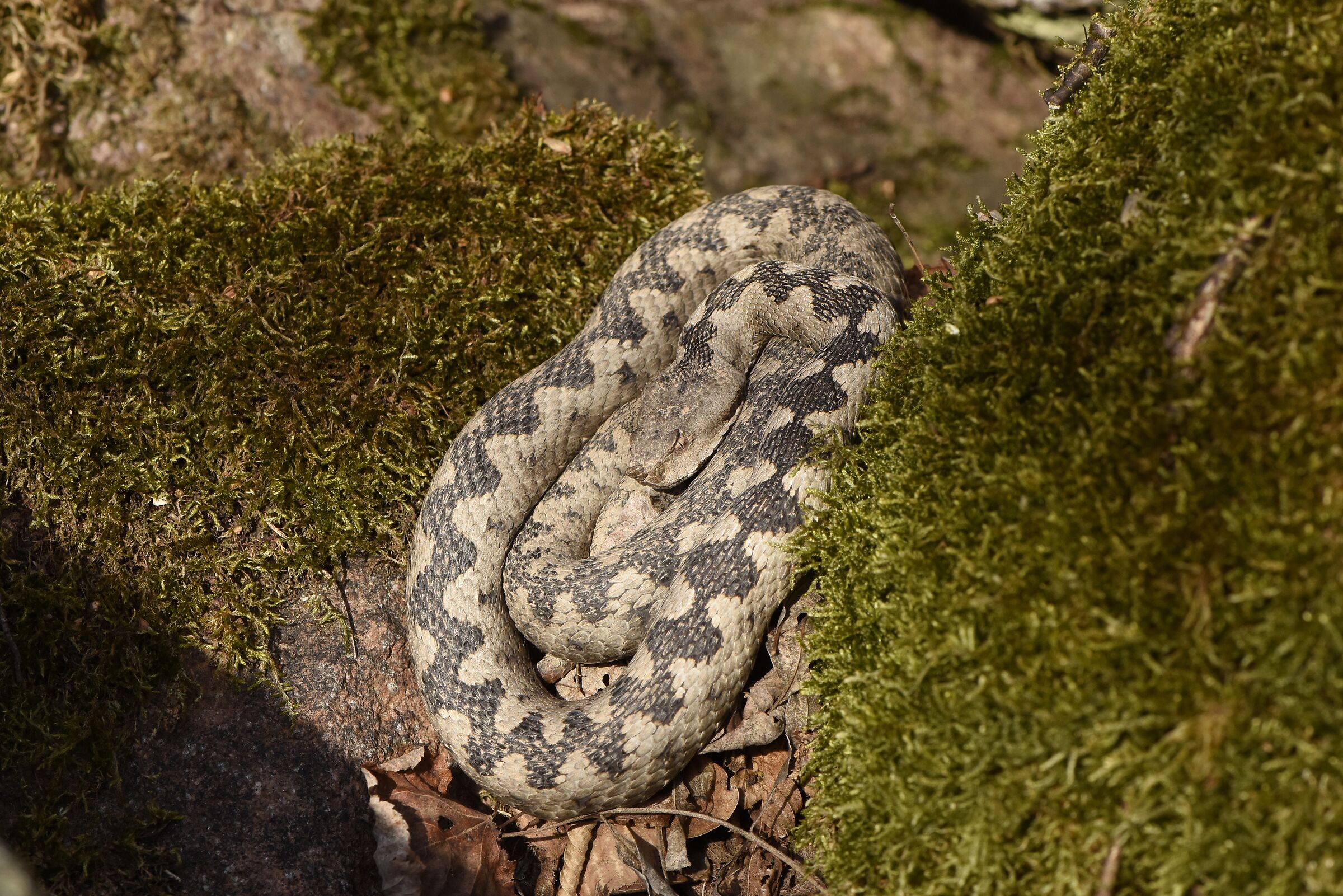 Vipera ammodytes