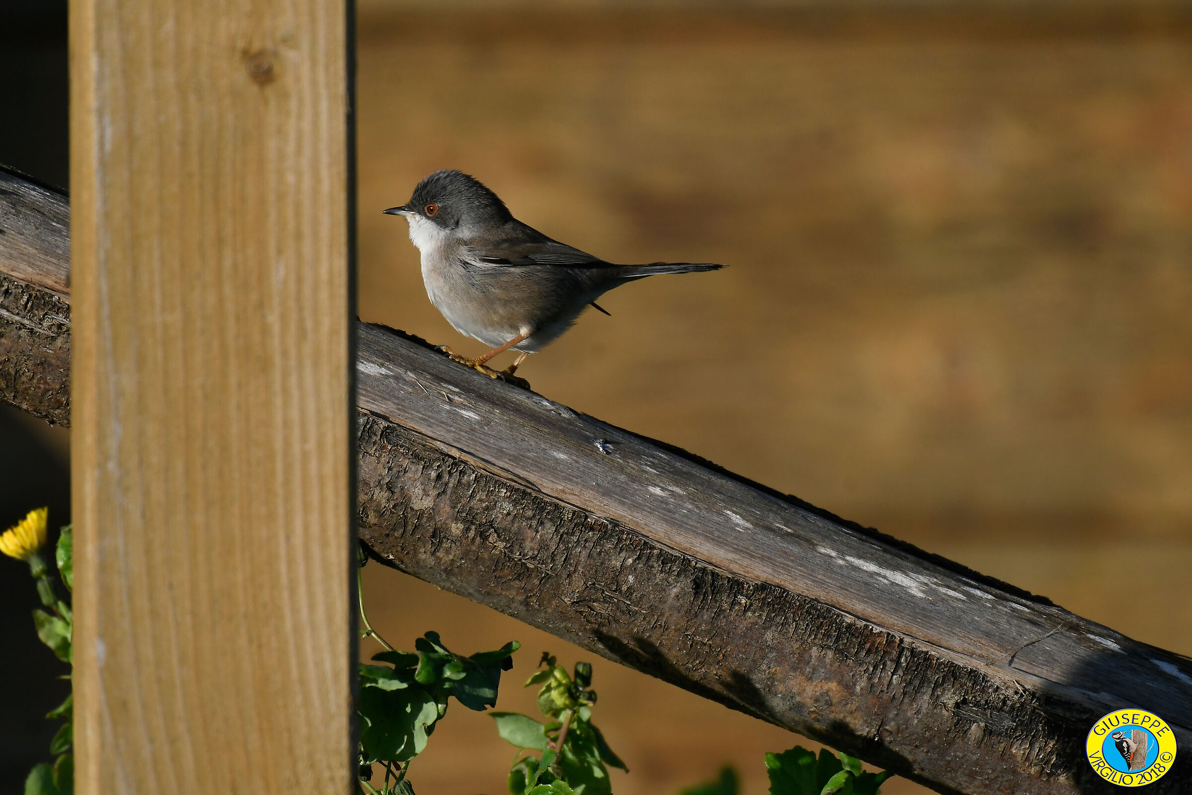 Sylvia melanocephala (Occhiocotto) Nord Sardegna 2018