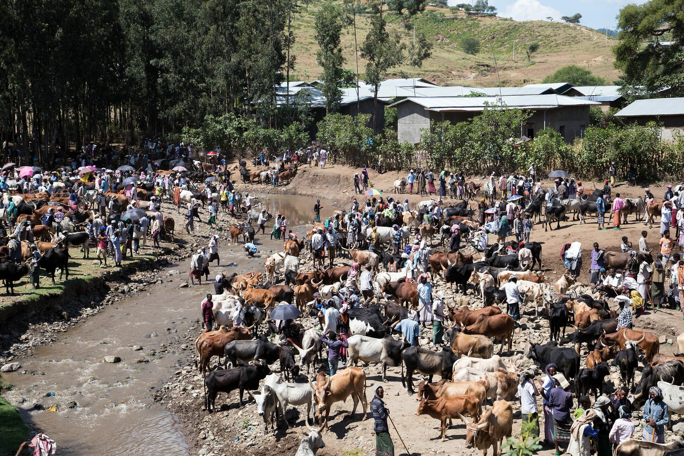 Cattle Market