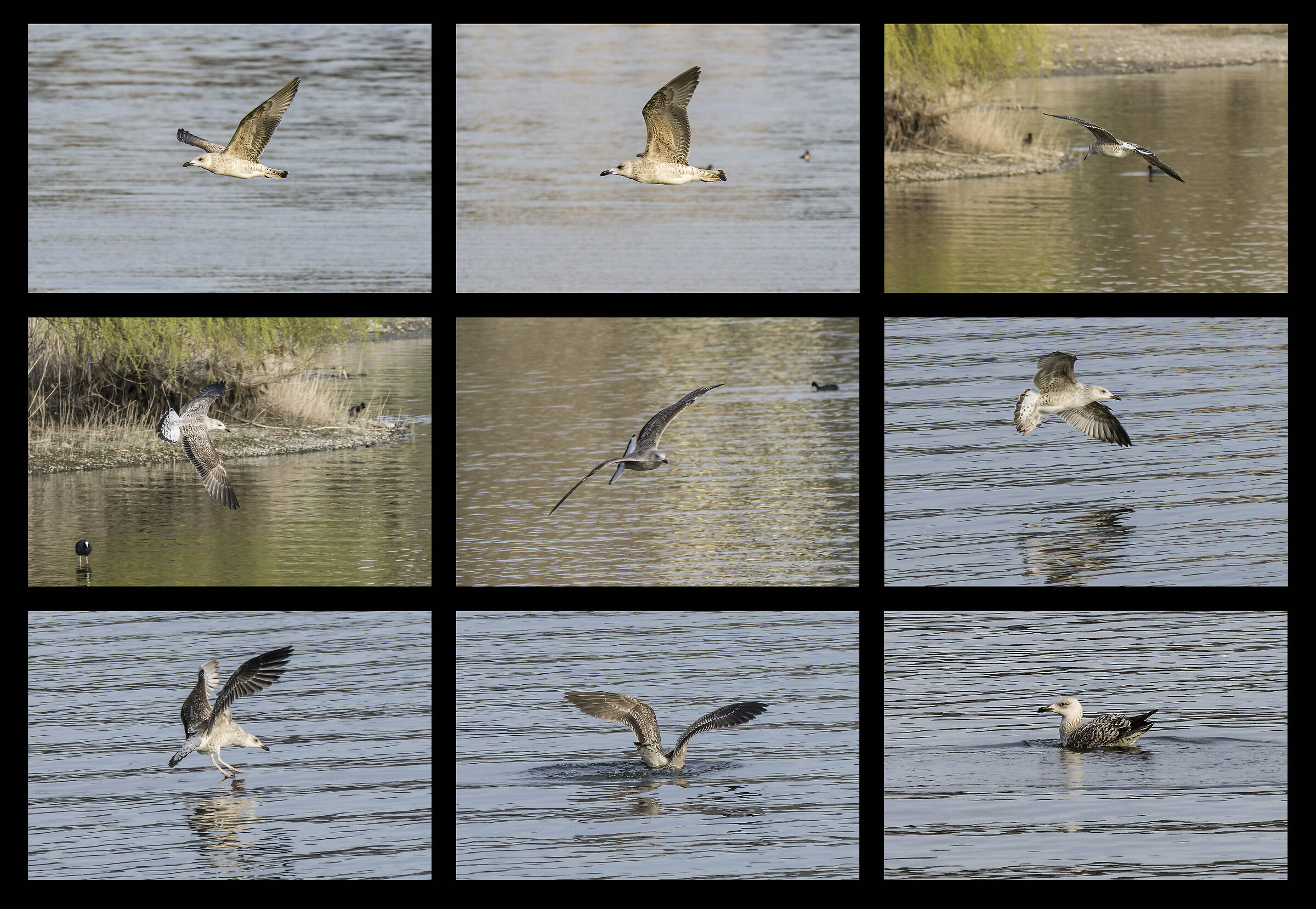 Young Seagull in flight and landing