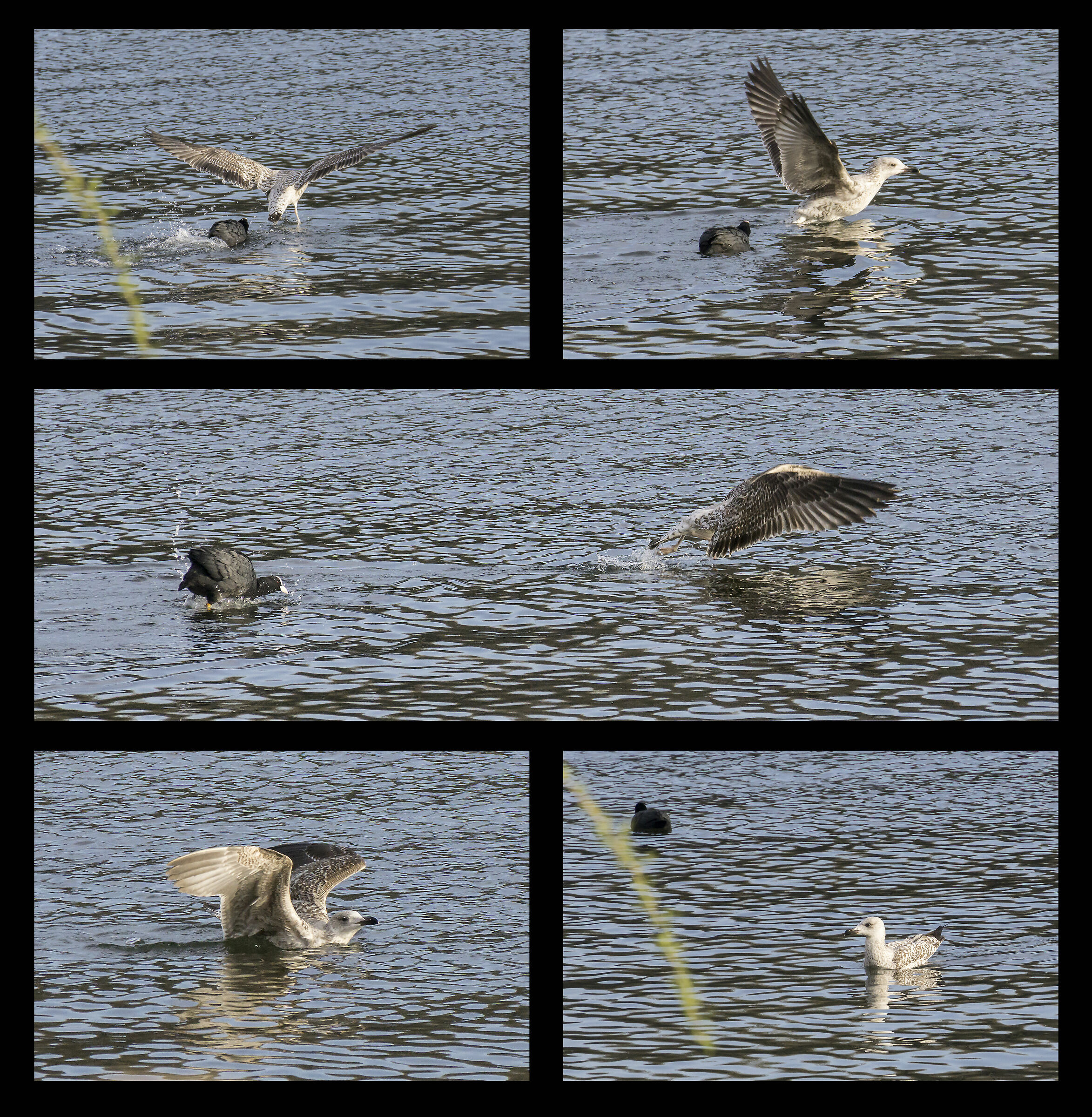 Coot that drives out the young seagull