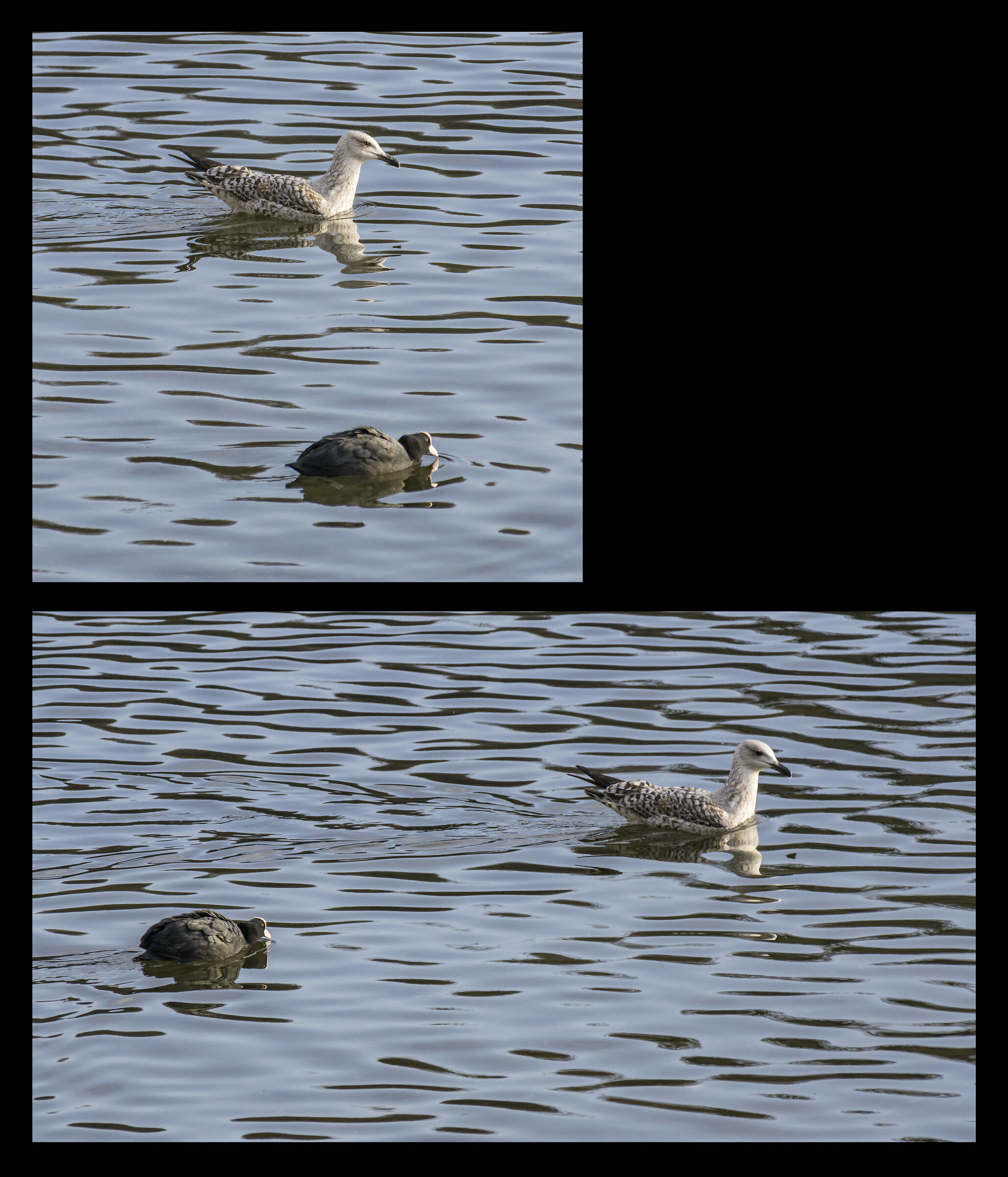 Young Seagull crossing the Coot again