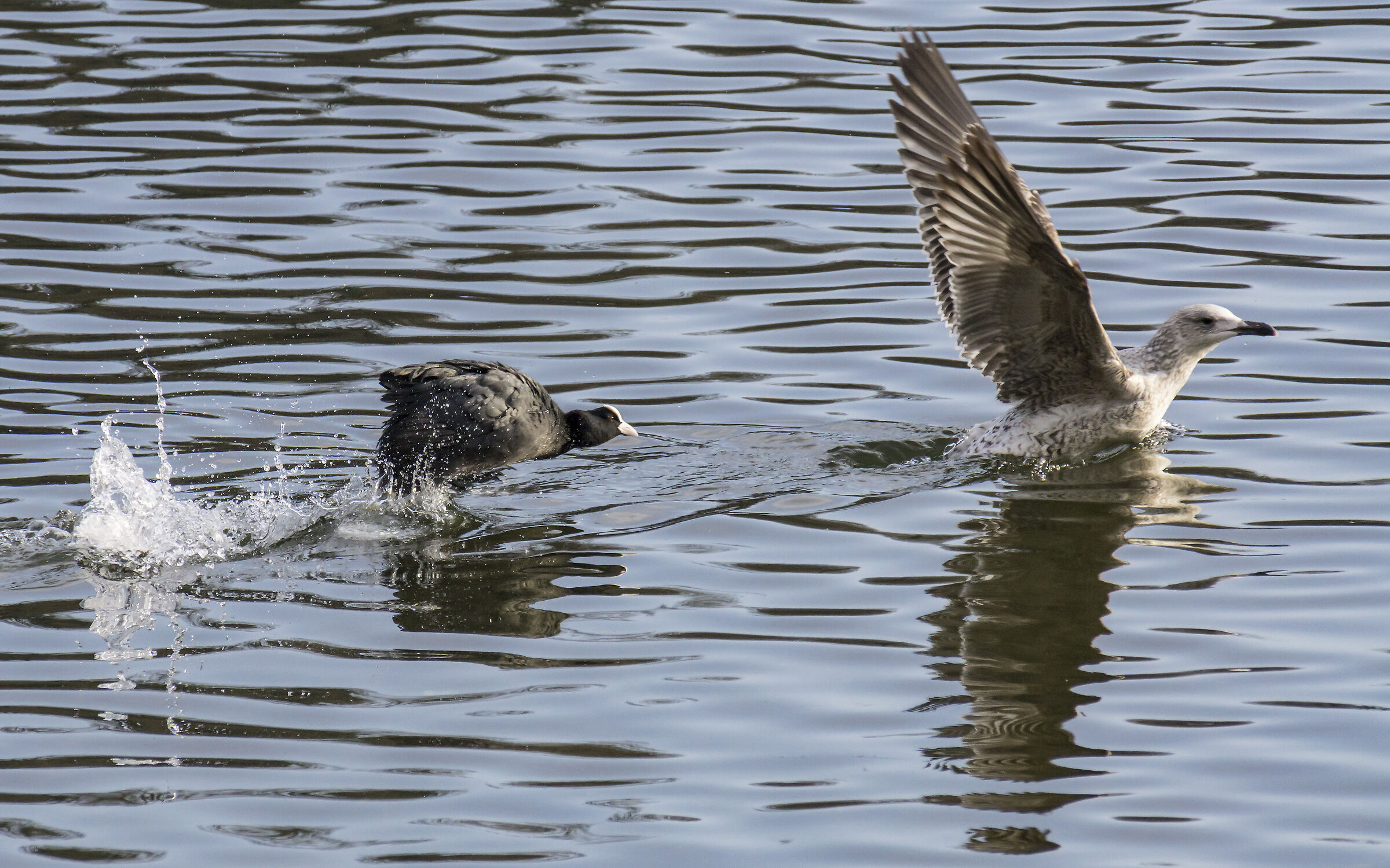 Secondo attacco della folaga al giovane gabbiano
