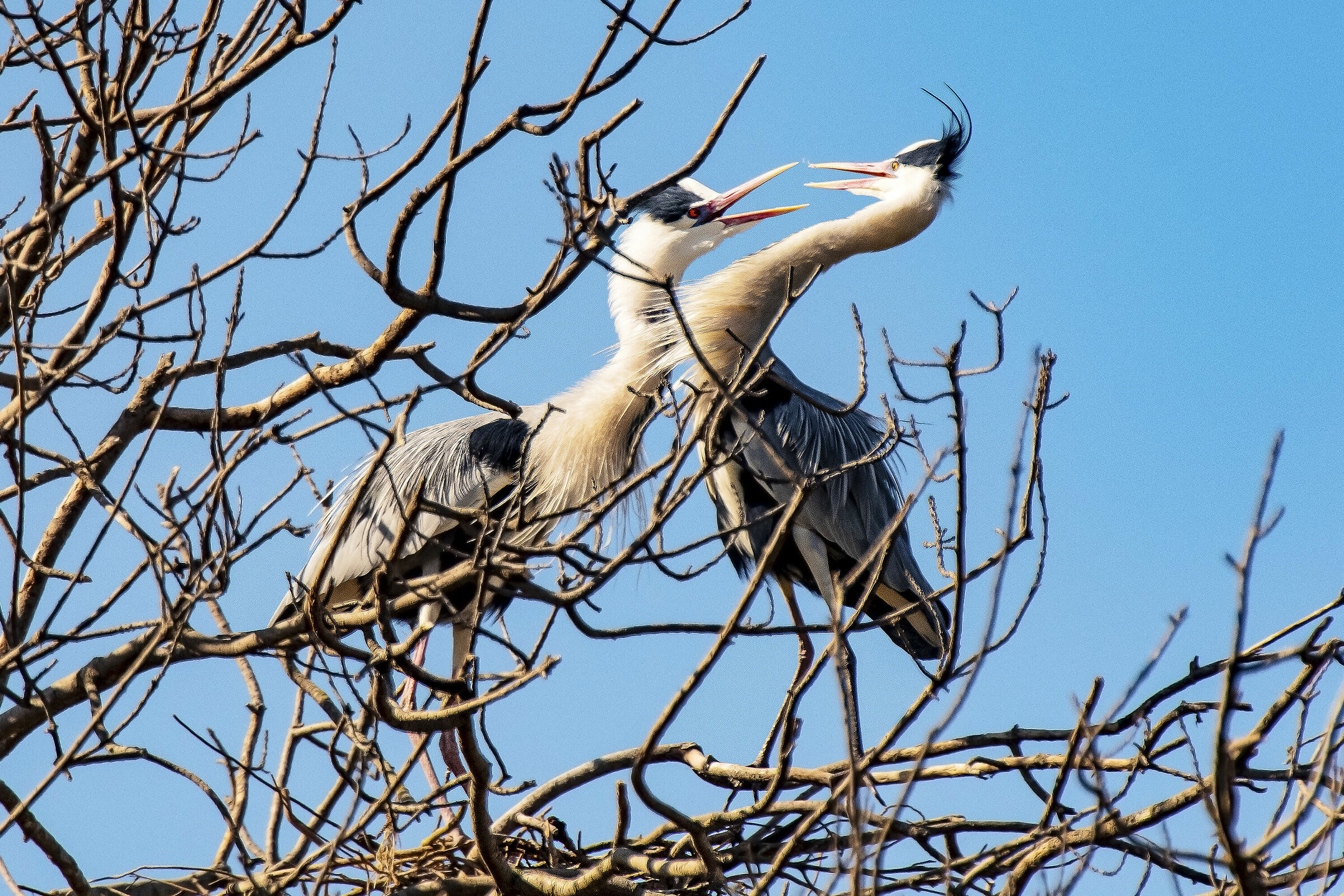 Ti avevo chiesto la legna per il nido e tu..........