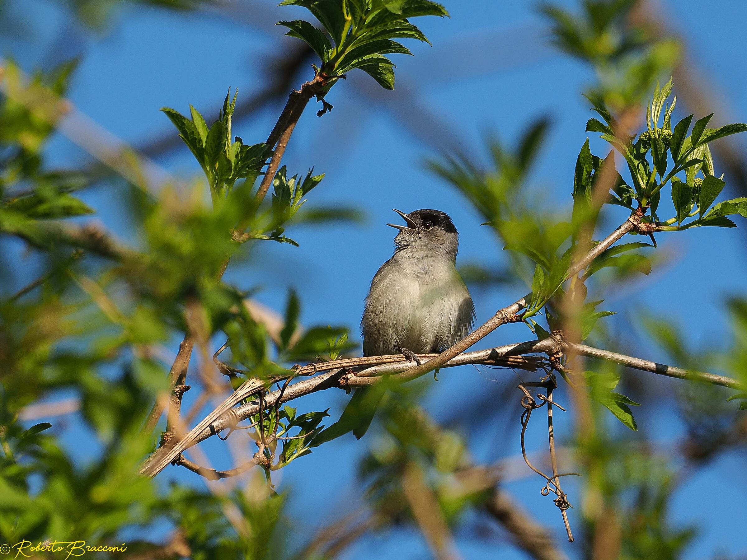 Blackcap
