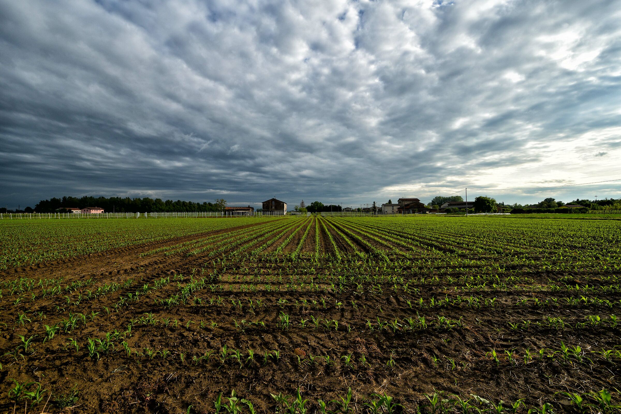 Young Cornfield