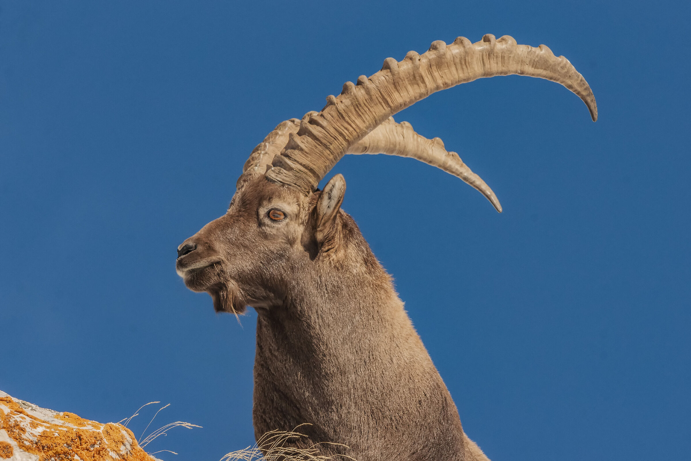 Stambecco di profilo