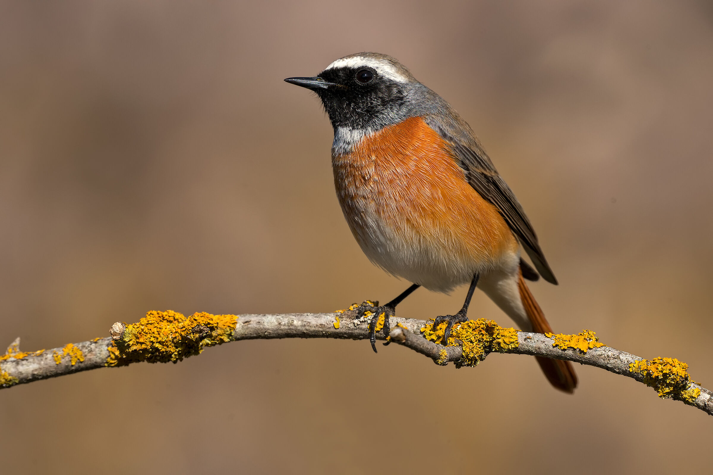 Black Redstart