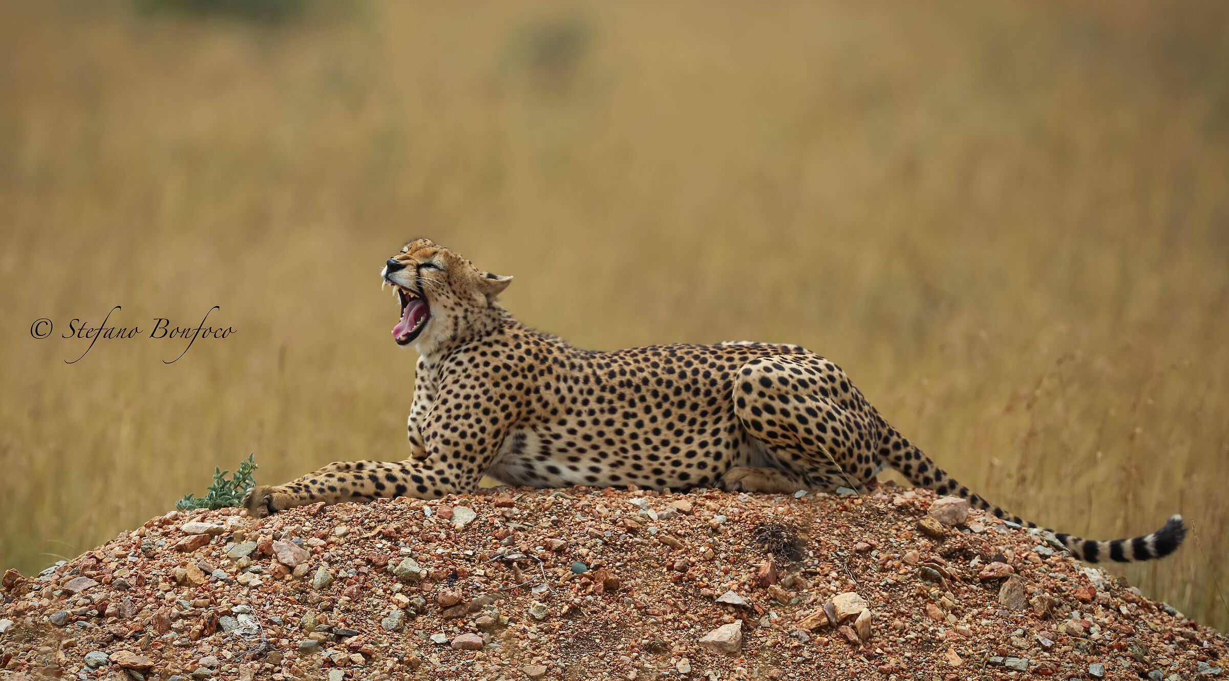 The yawning of the Sphinx