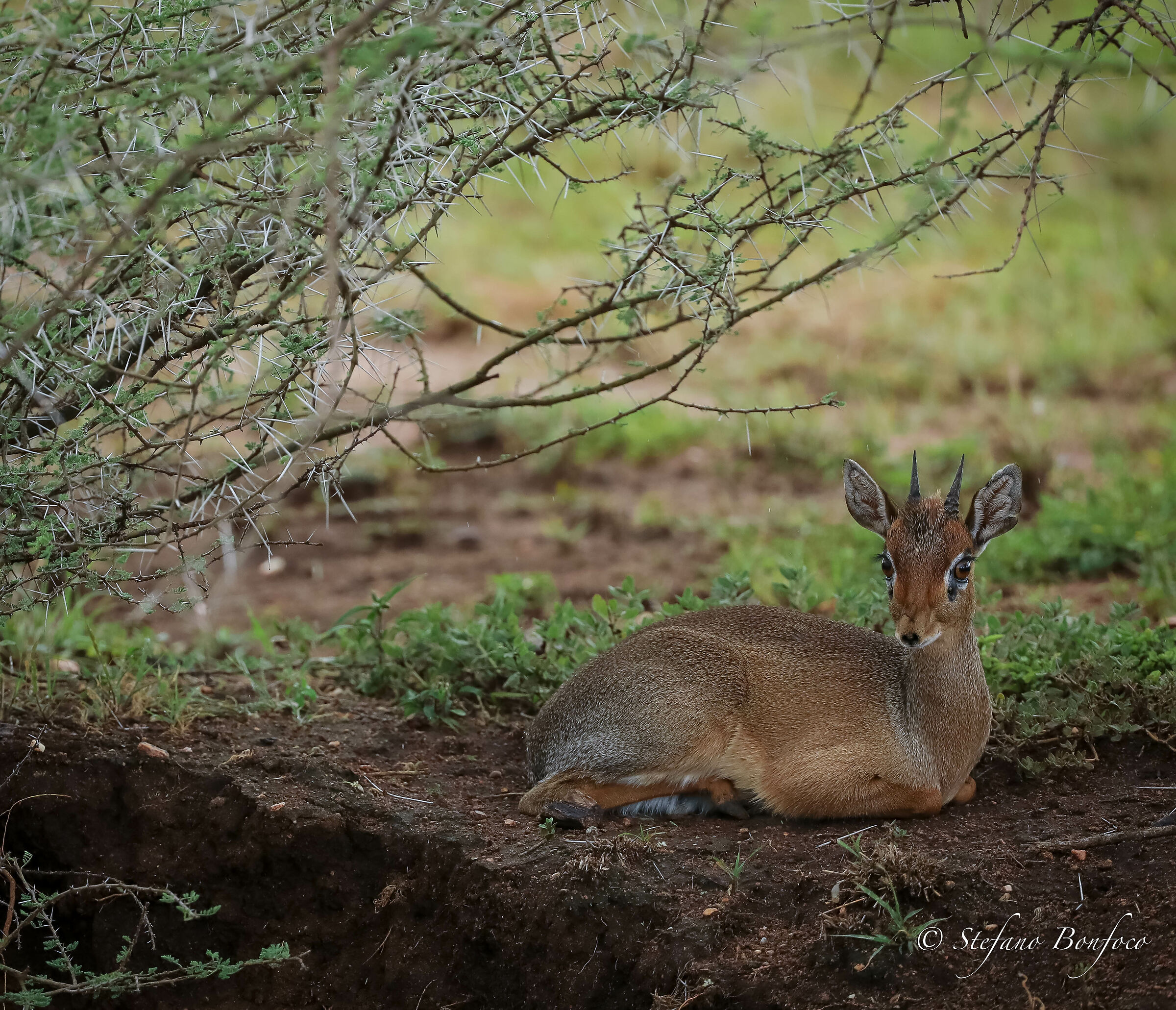 Dik-Dik (Madoqua kirkii)