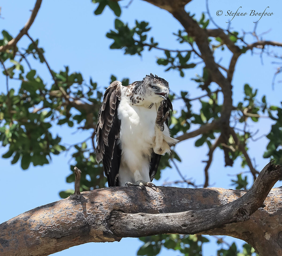 Young Martial Eagle (Polemaetus bellicosus)
