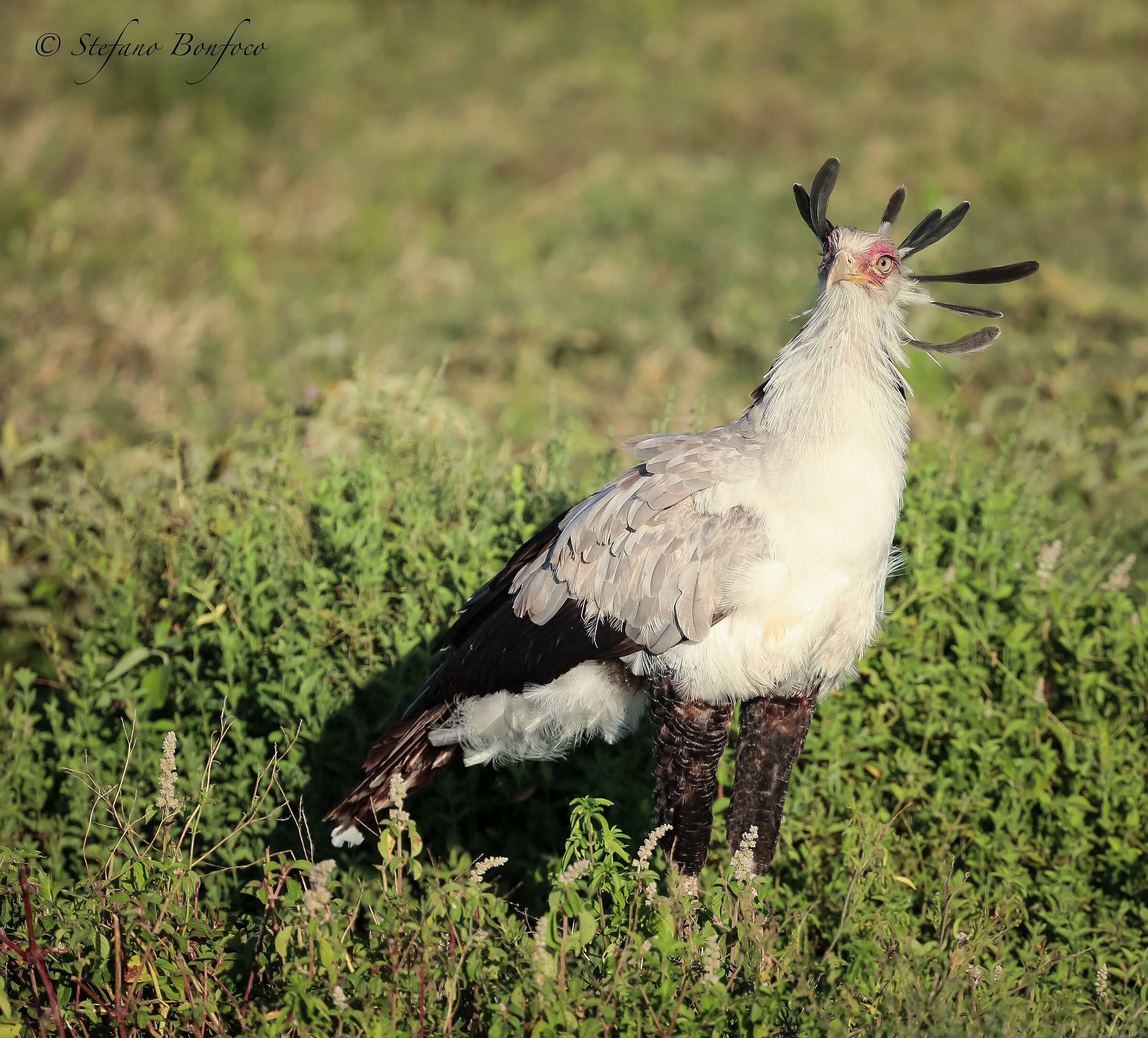 Secretary Bird (Sagittarius Serpentarius)
