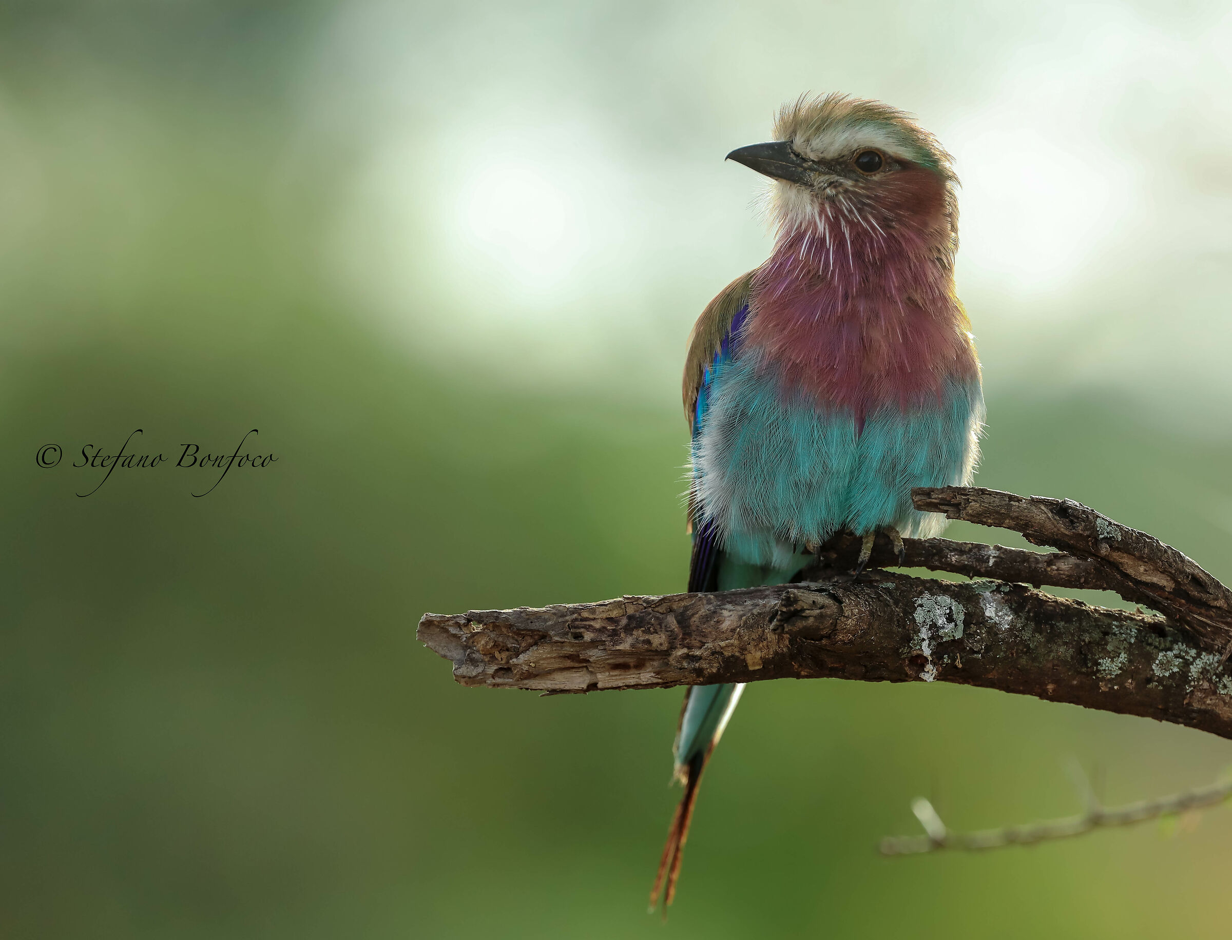 Breasted Jay (Coracias caudatus)