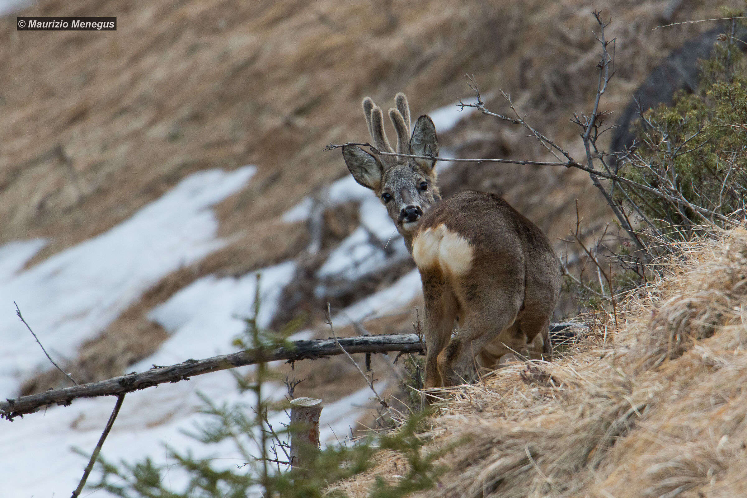 Who's Behind the tree?