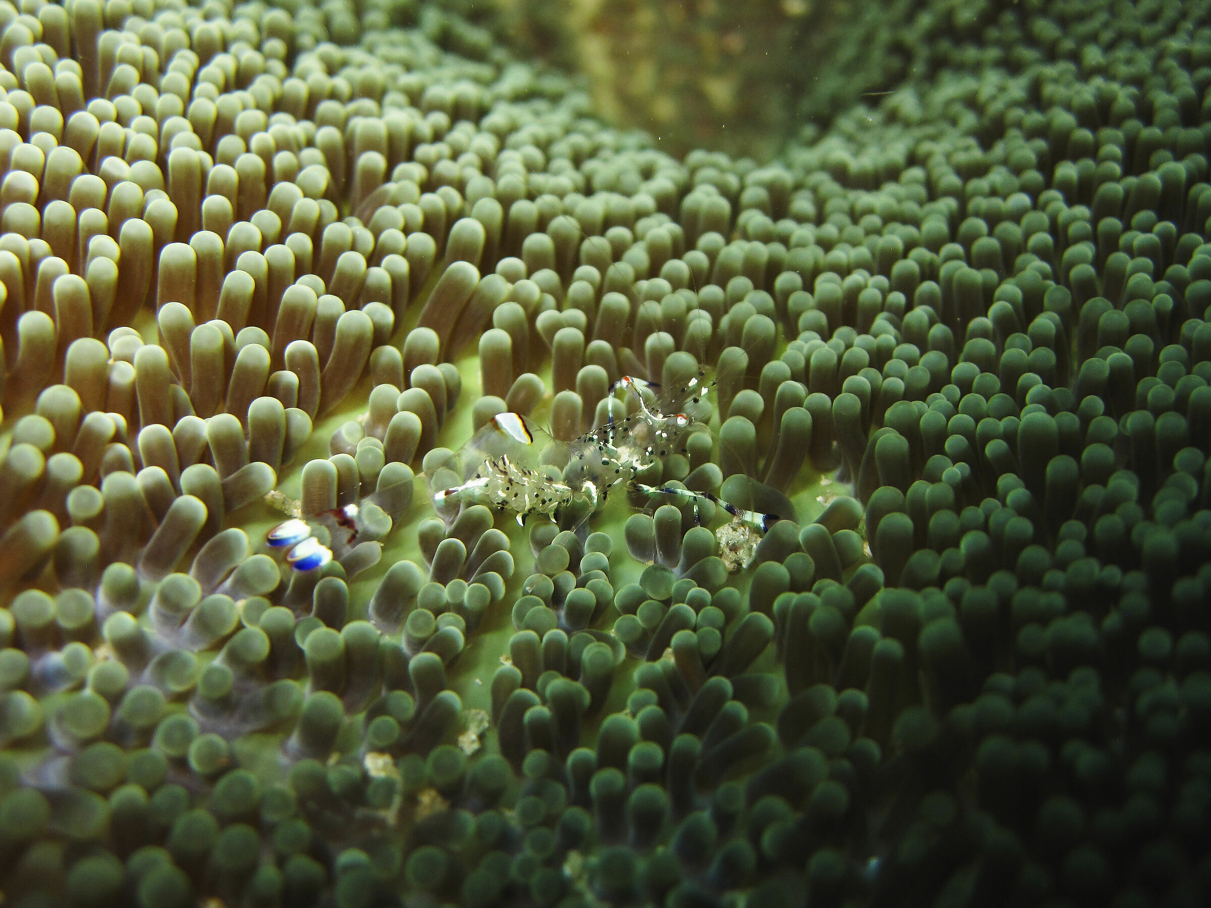 Trasparenza mimetica