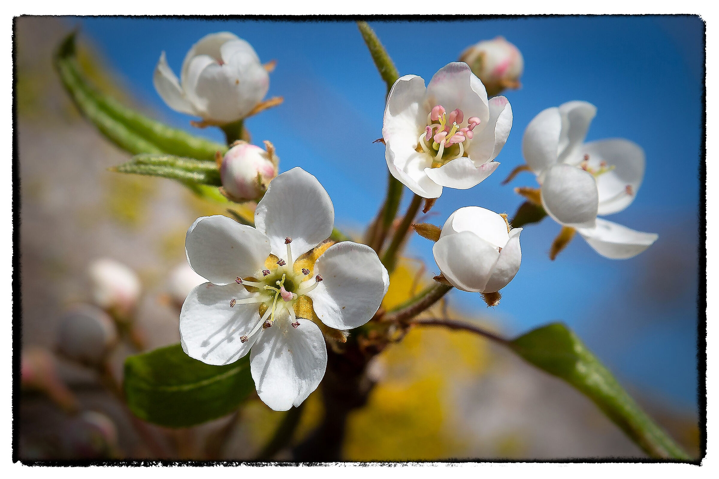 White Flowers, pear blossoms.