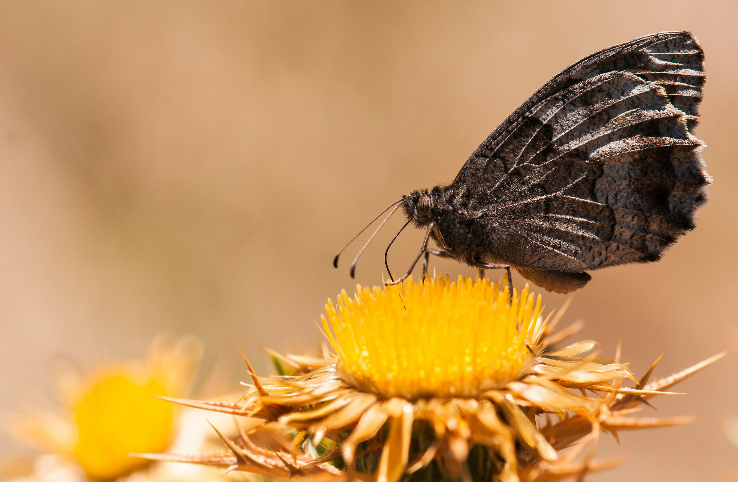 Hipparchia Statilinus