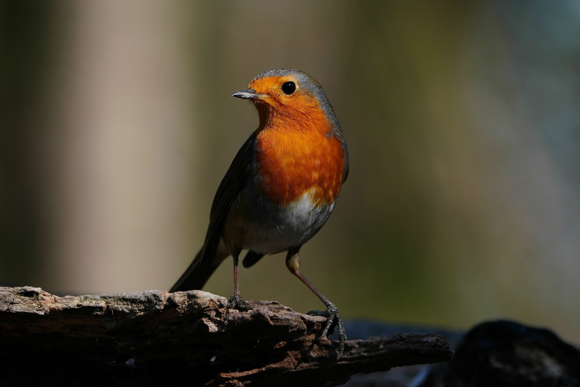 Robin in beautiful pose...