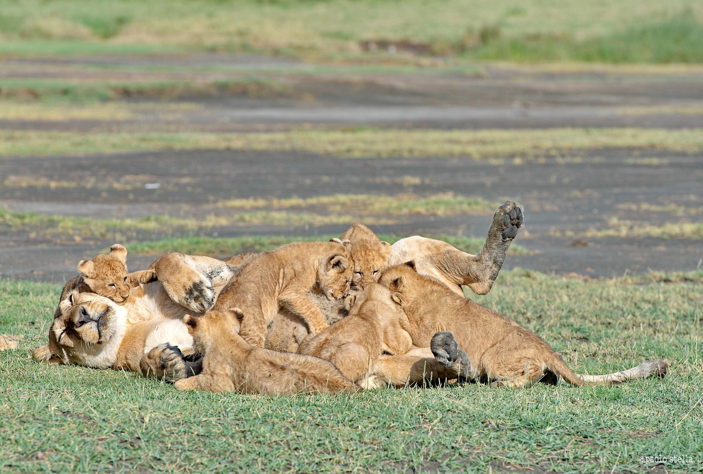 assalto alla "latteria"