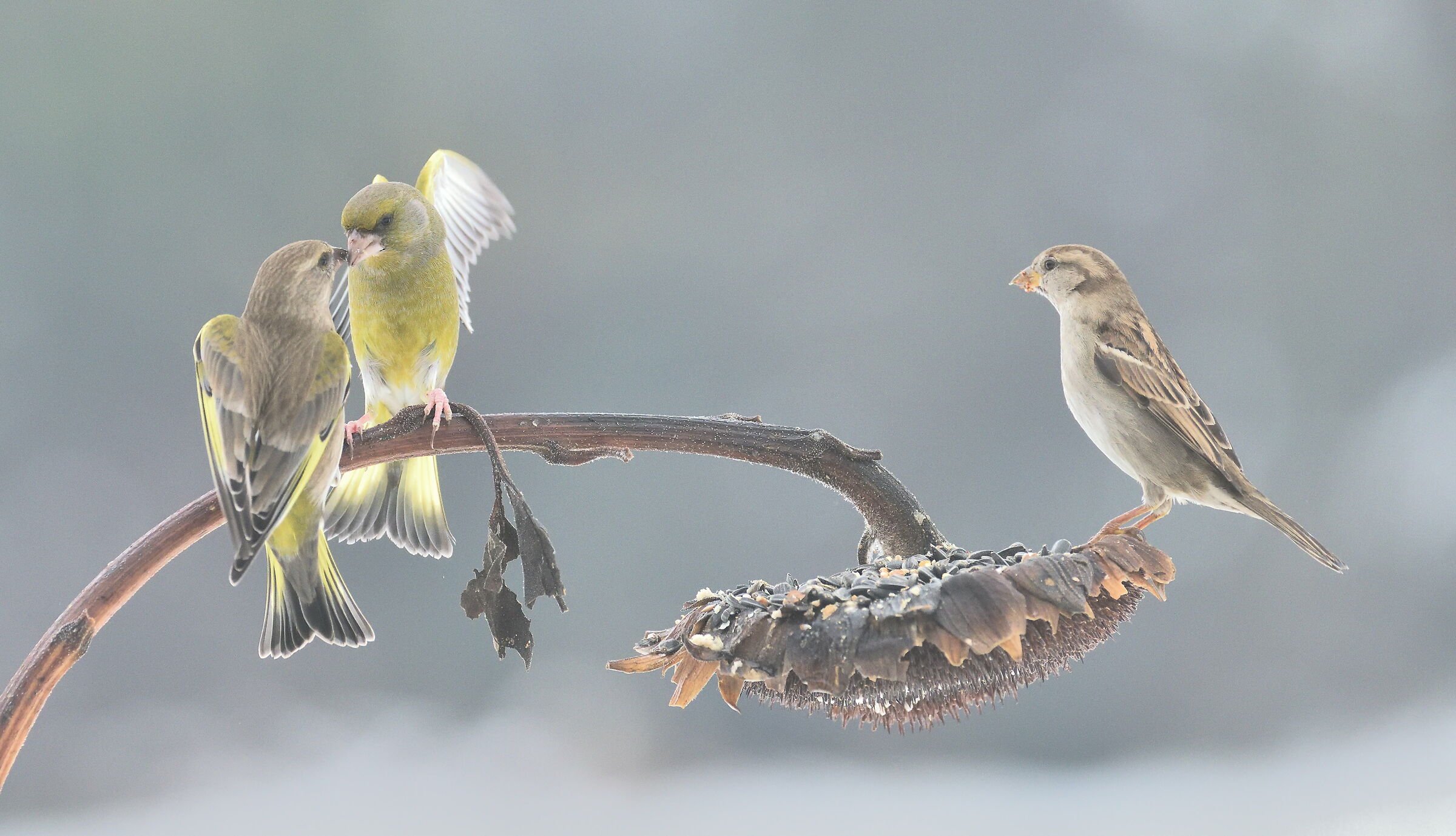 The Peat Sparrow.......