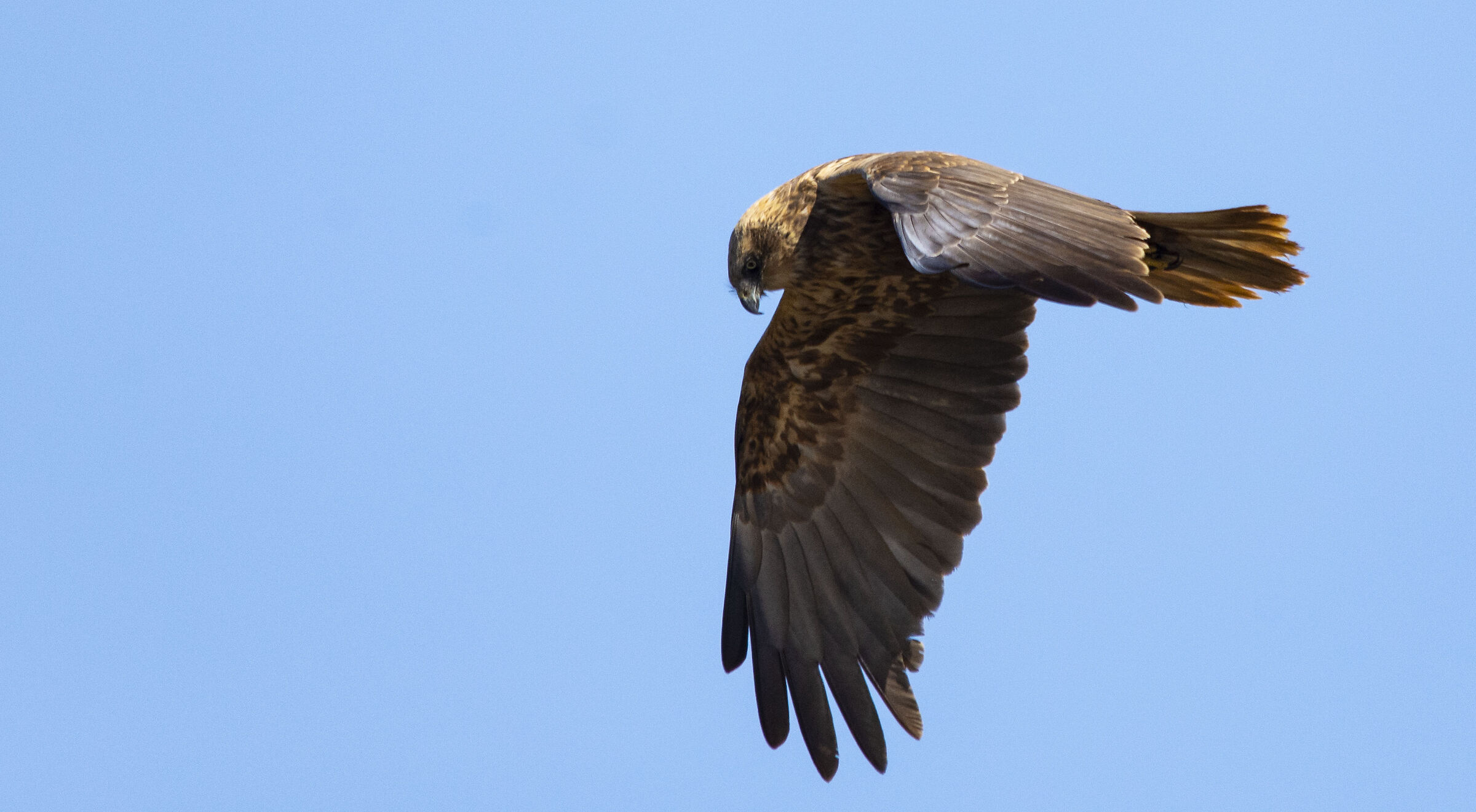falco di palude