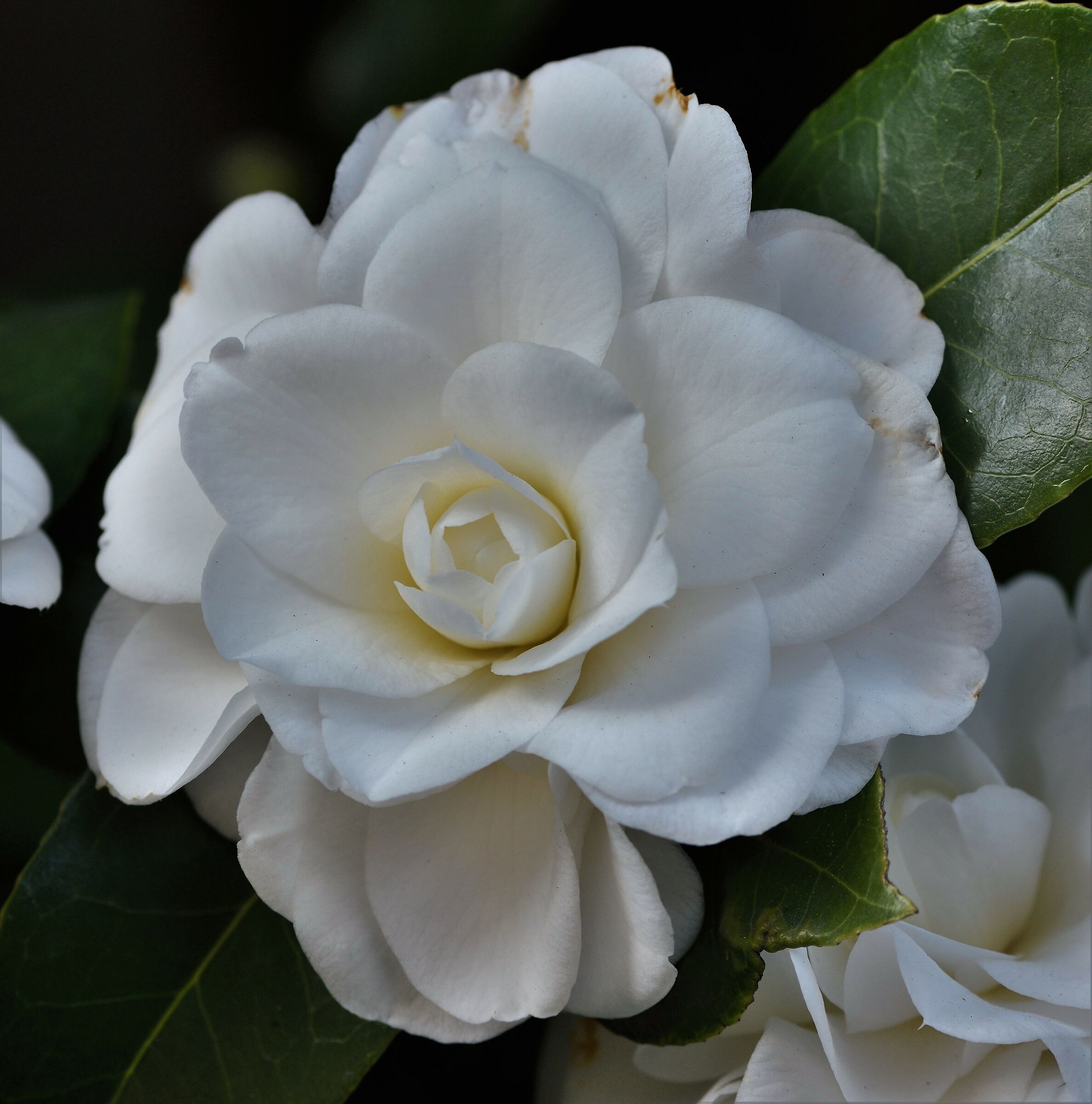 Camelia