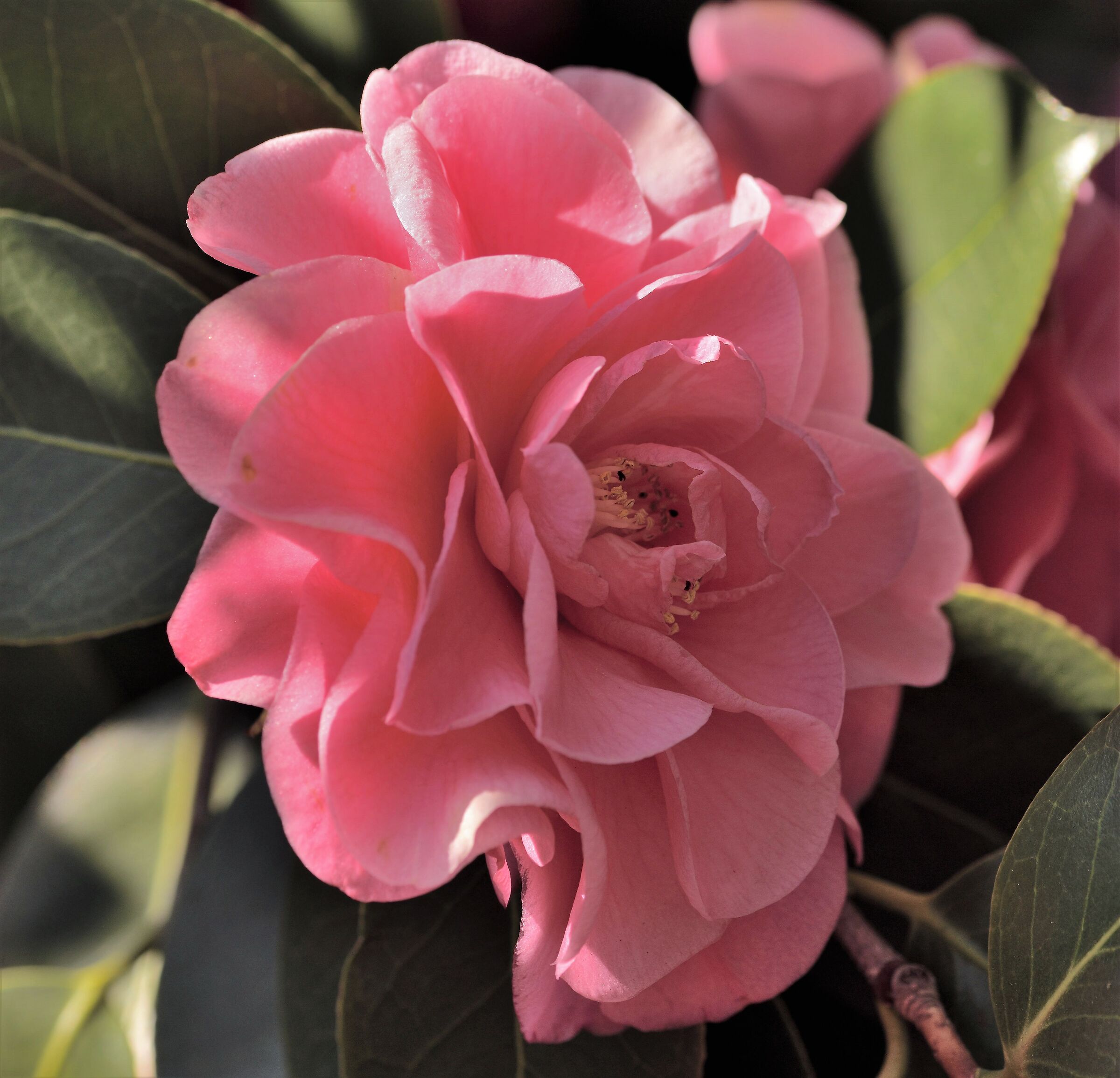 Camelia