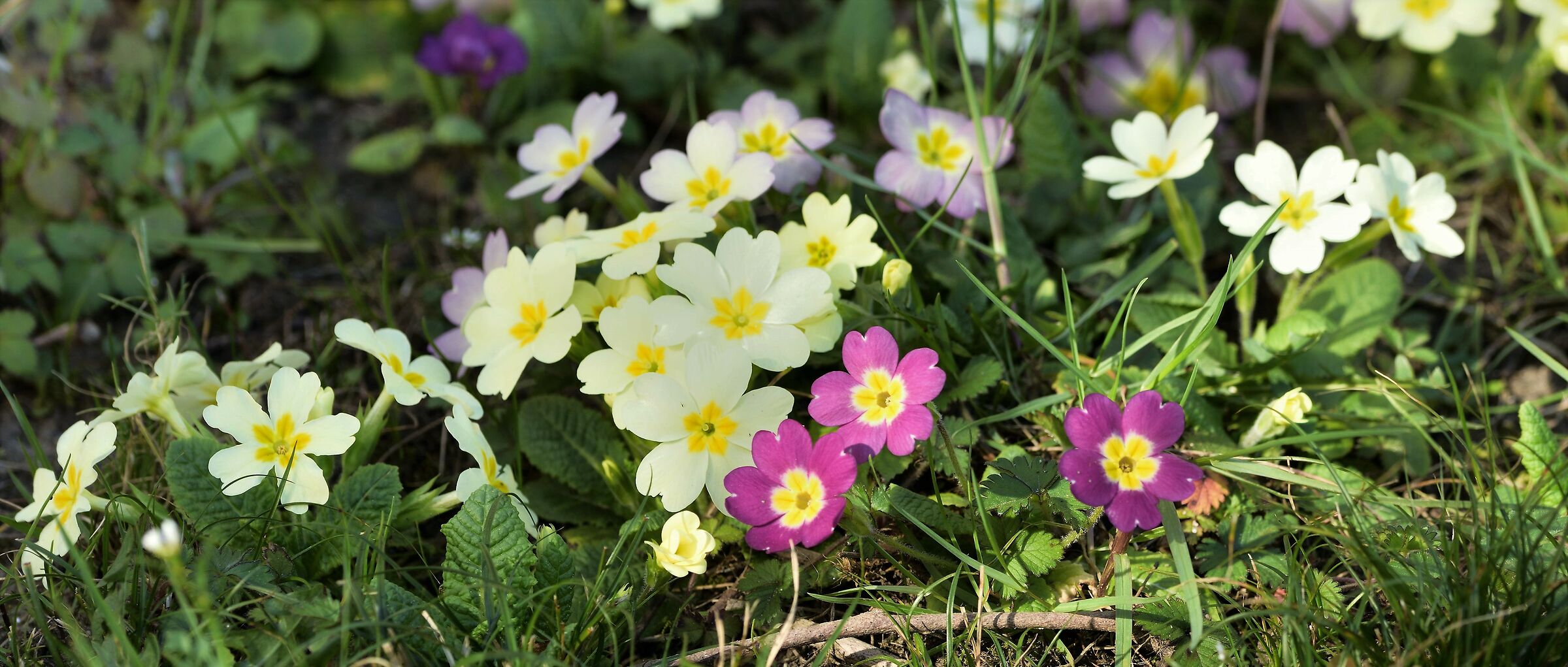 Primroses