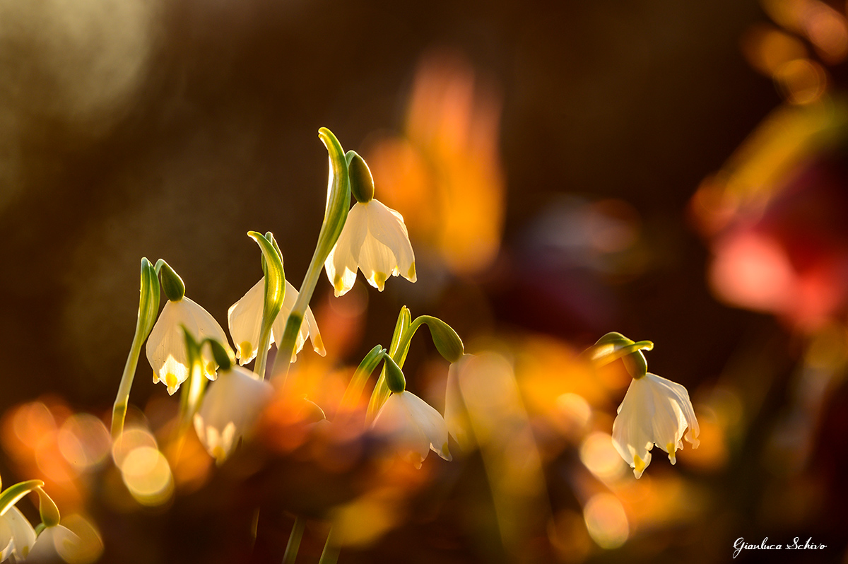 Campanellino al tramonto
