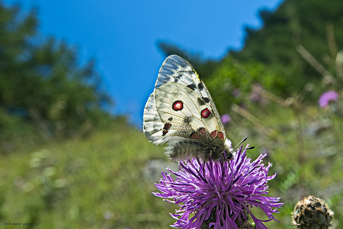 Parnassius apollo.