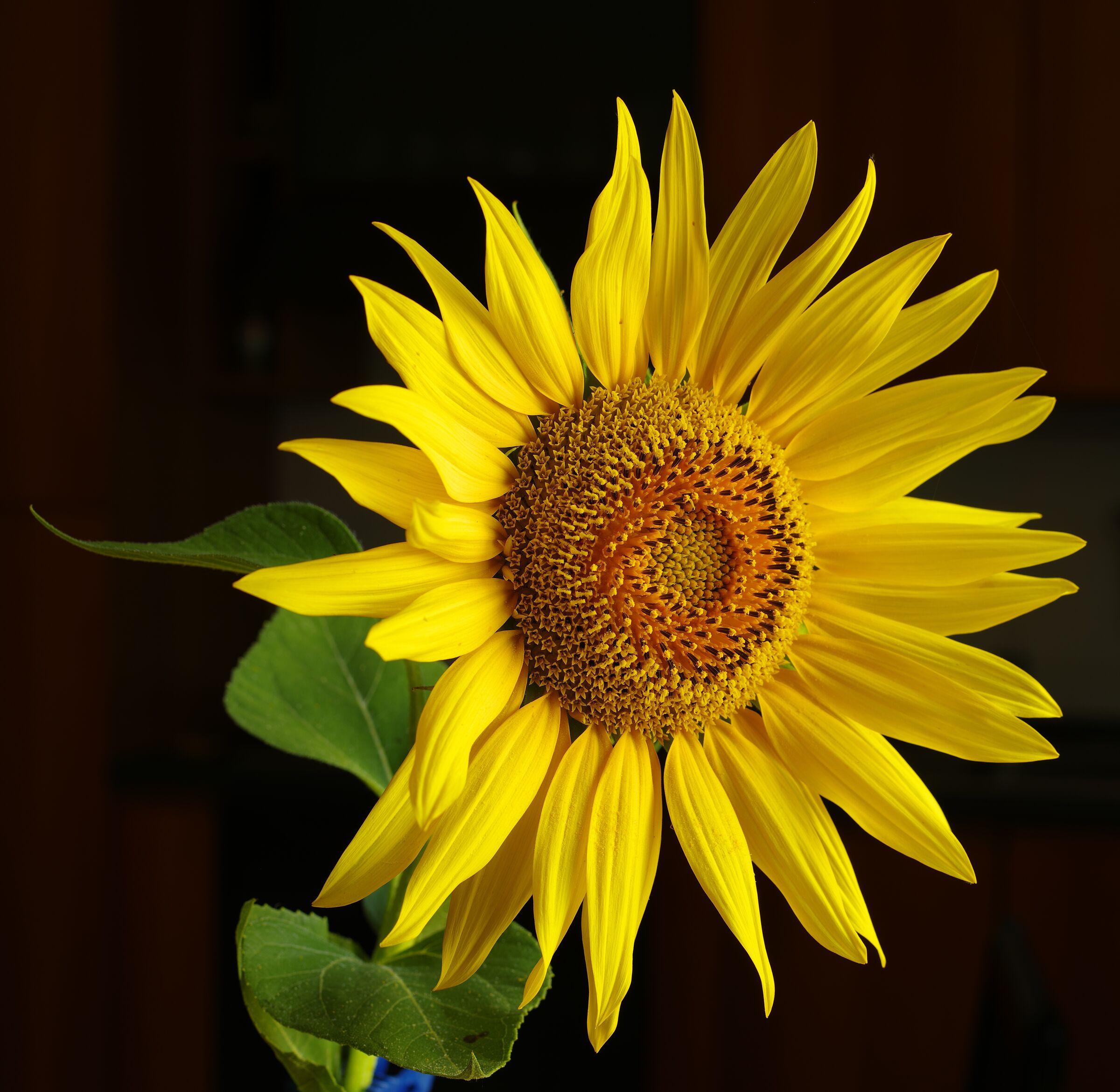 Girasole