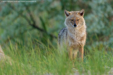 Canis aureus