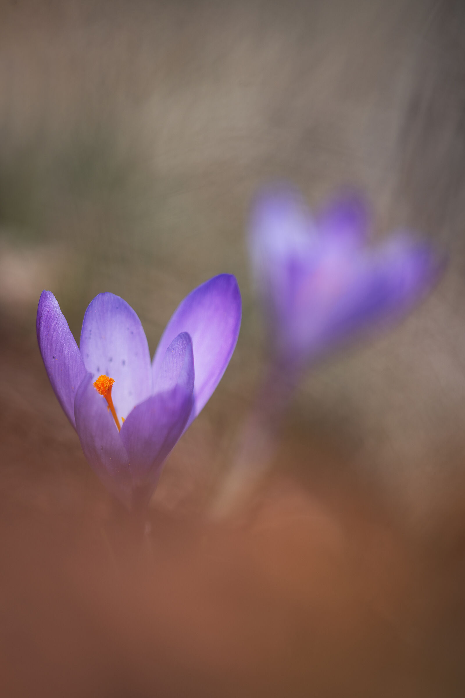 Crocus Vernus