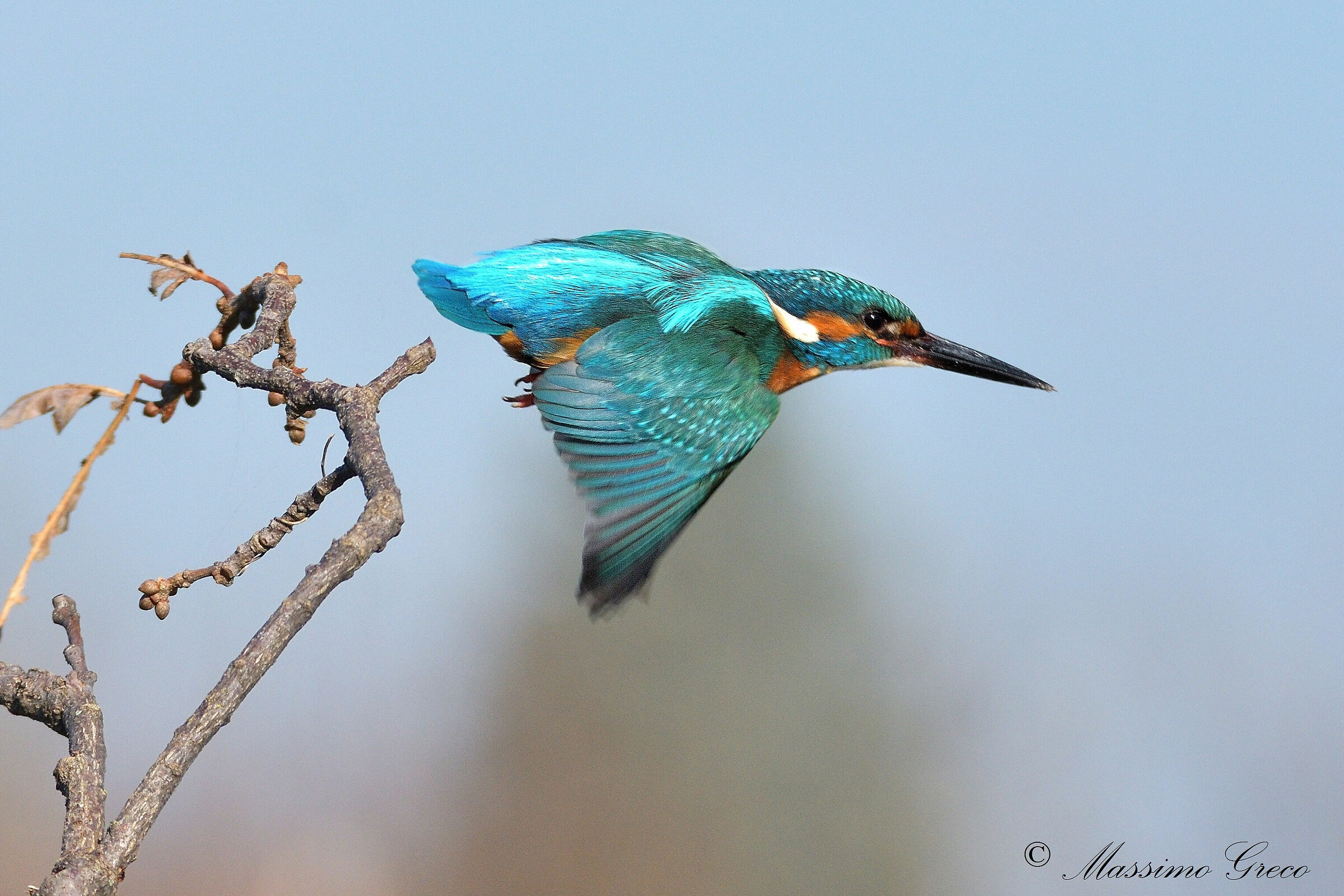 Kingfisher