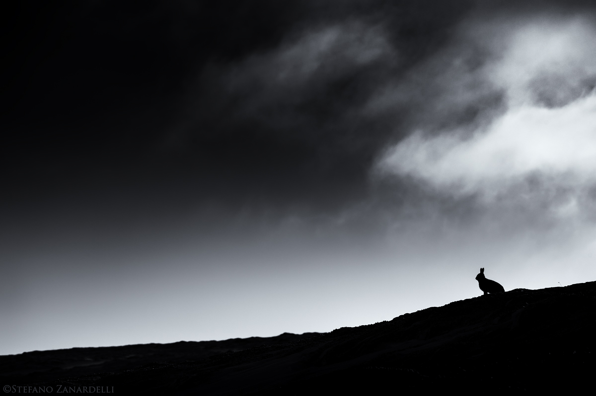 Mountain Hare