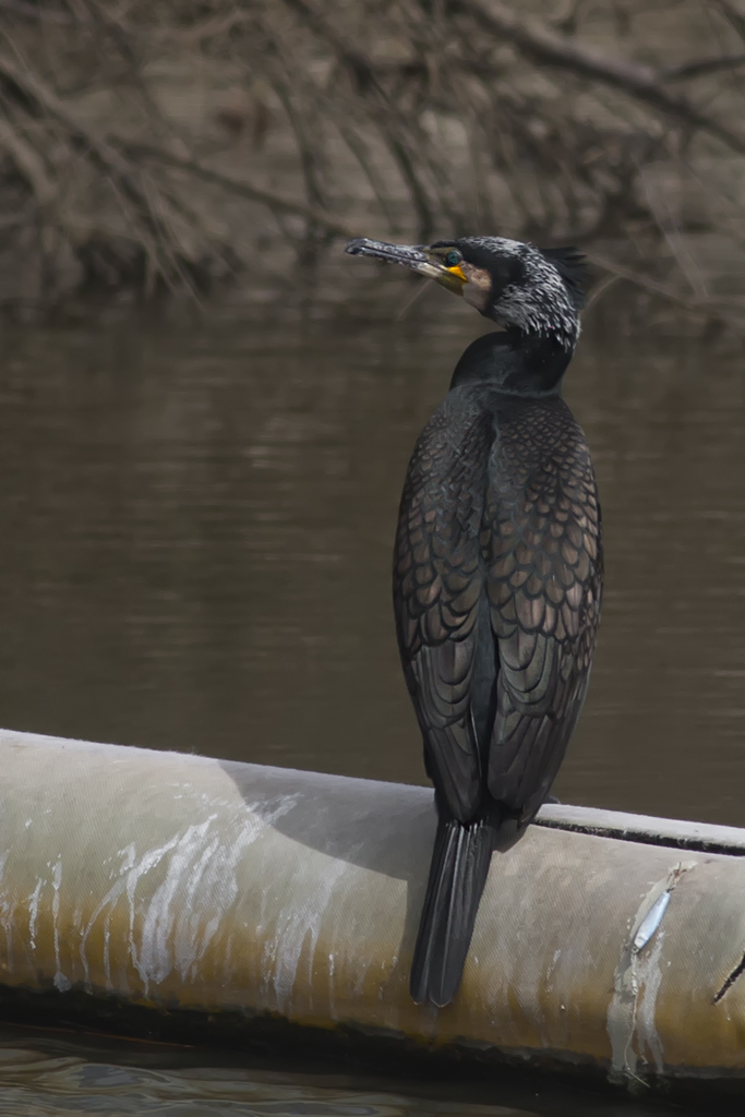 Cormorant