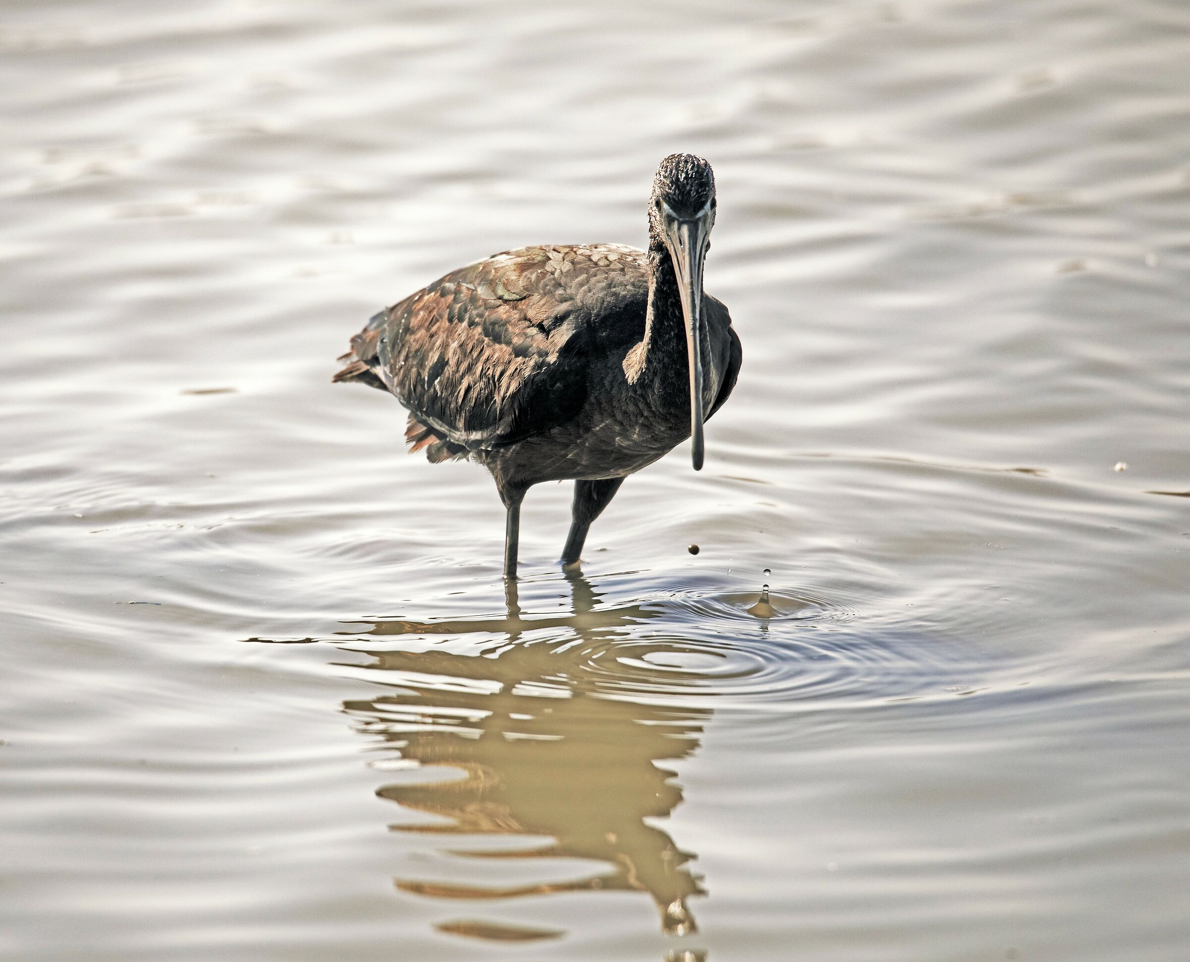 Glossy Ibis