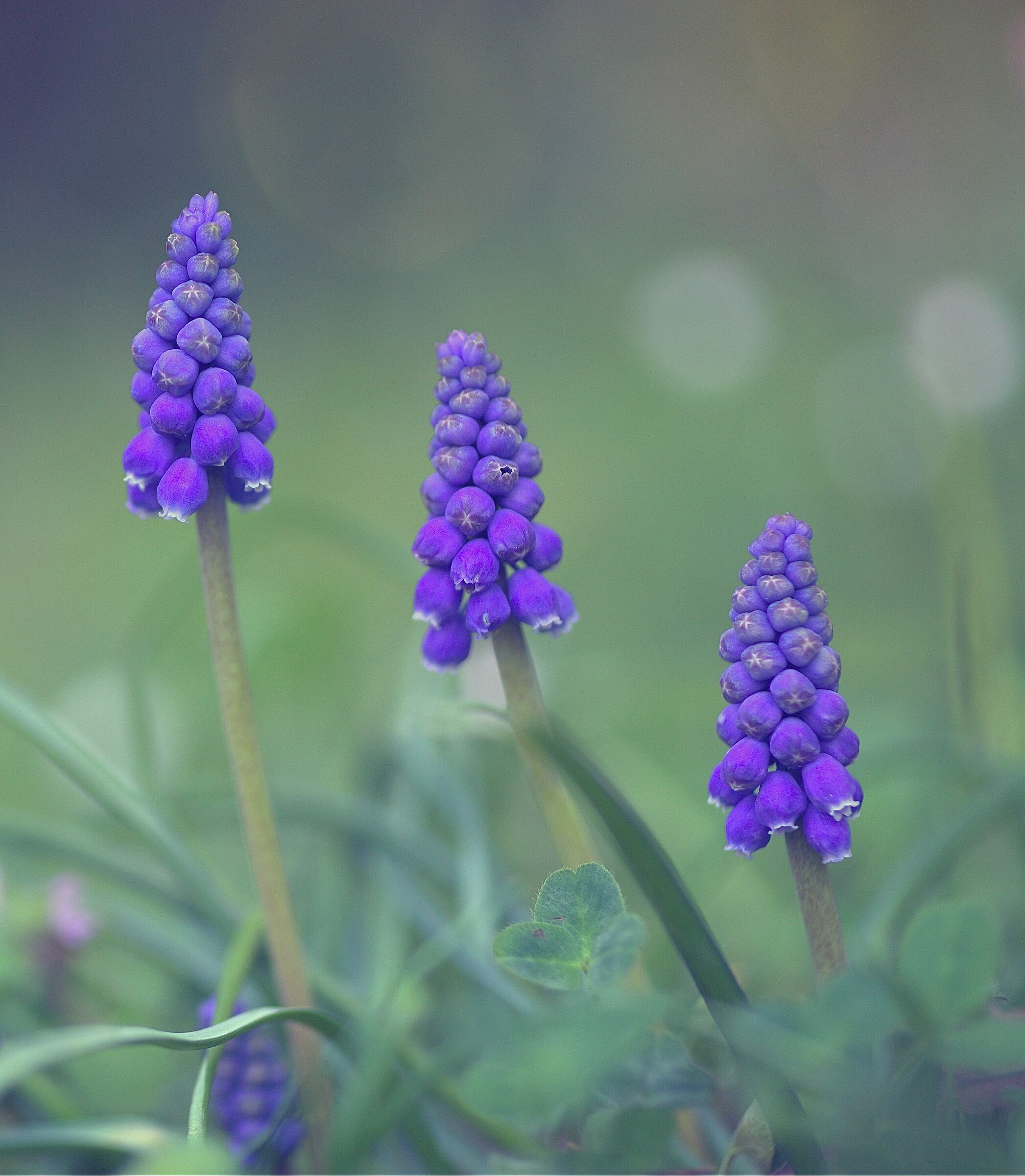 Tris di muscari