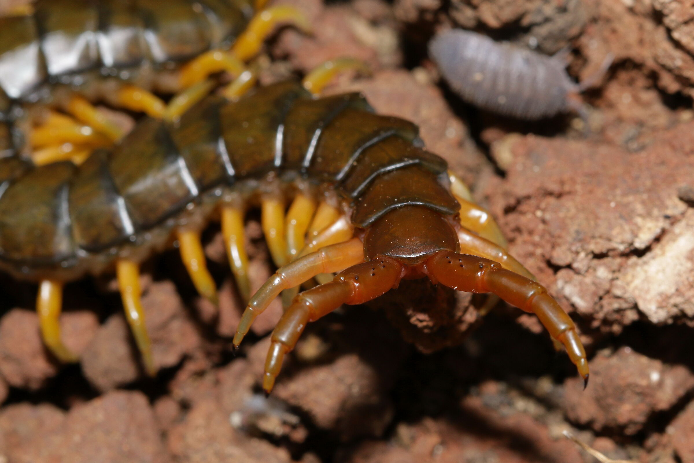 Scolopendra