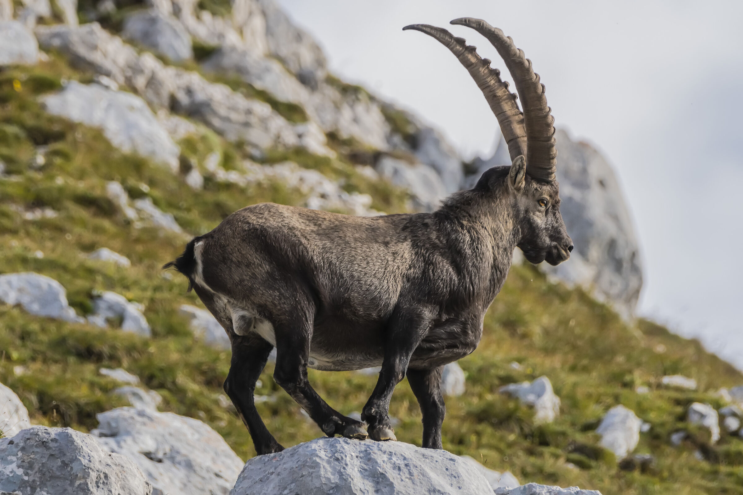 Ibex, a 80 kg beast